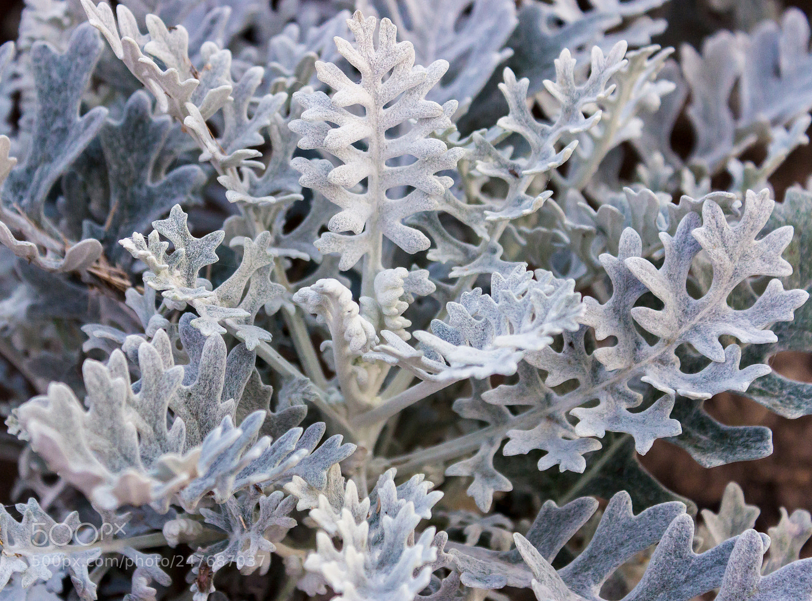 Canon EOS 600D (Rebel EOS T3i / EOS Kiss X5) sample photo. Cineraria silver photography