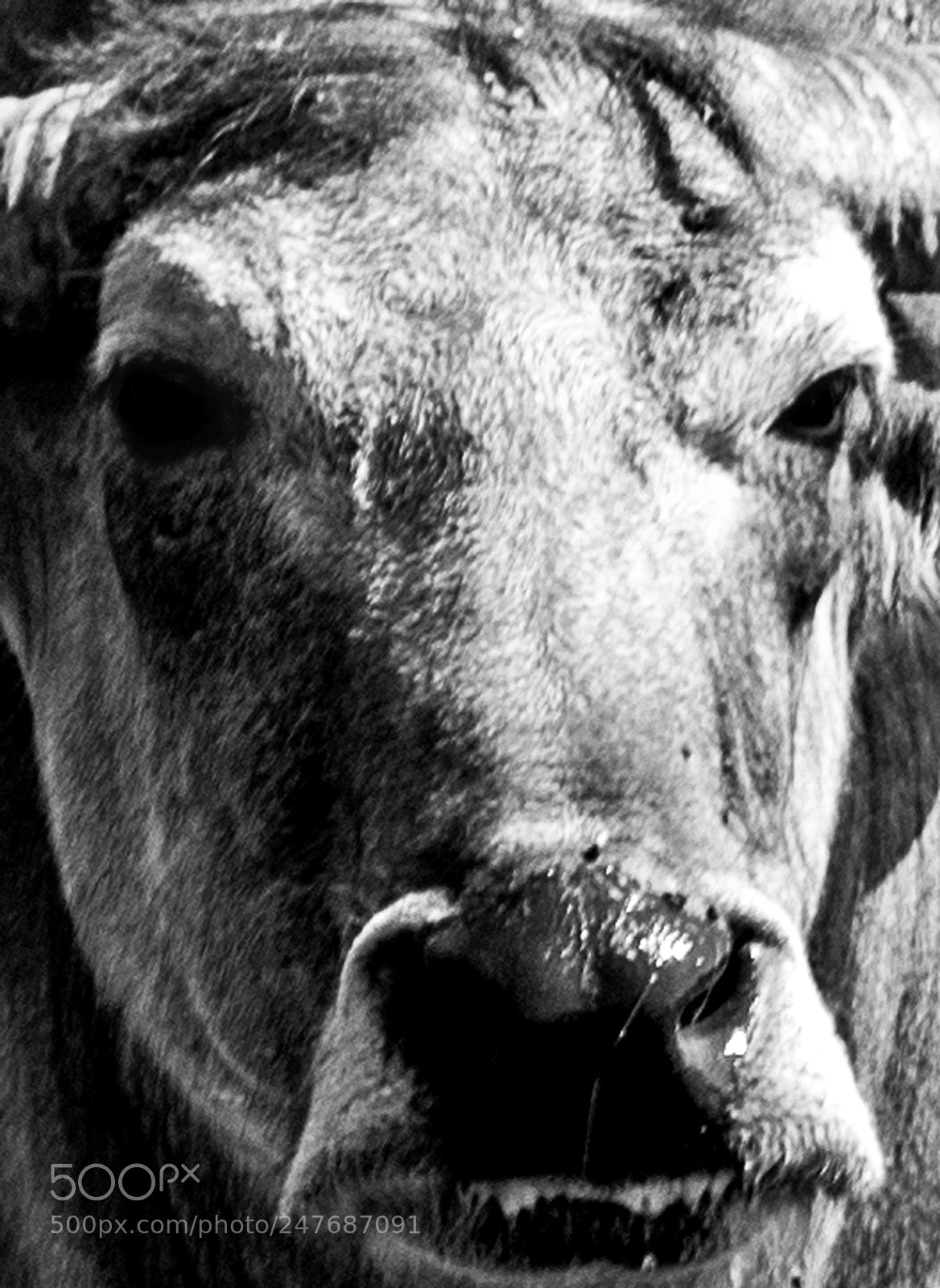 Nikon D610 sample photo. Asian water buffalo b photography