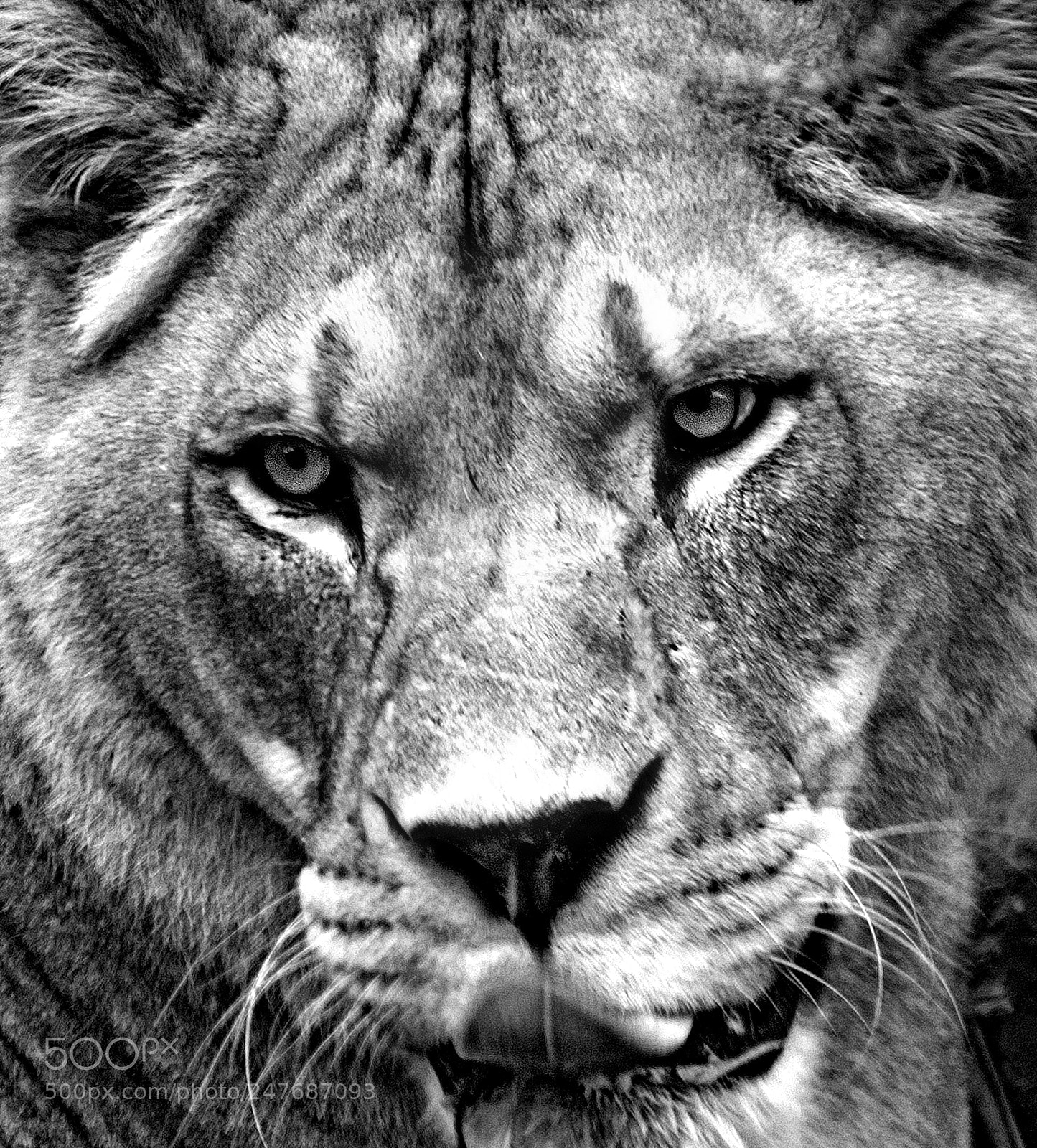 Nikon D80 sample photo. Barbary lion hi res photography