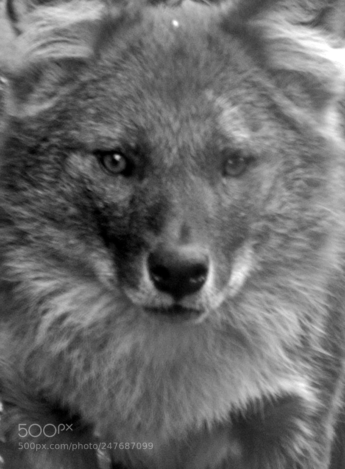 Nikon D80 sample photo. Dhole b&w face photography