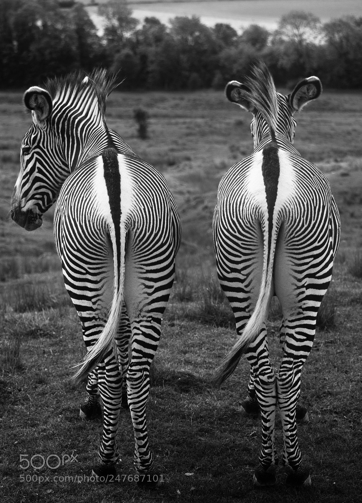 Nikon D40X sample photo. Grevy's zebra b&w photography