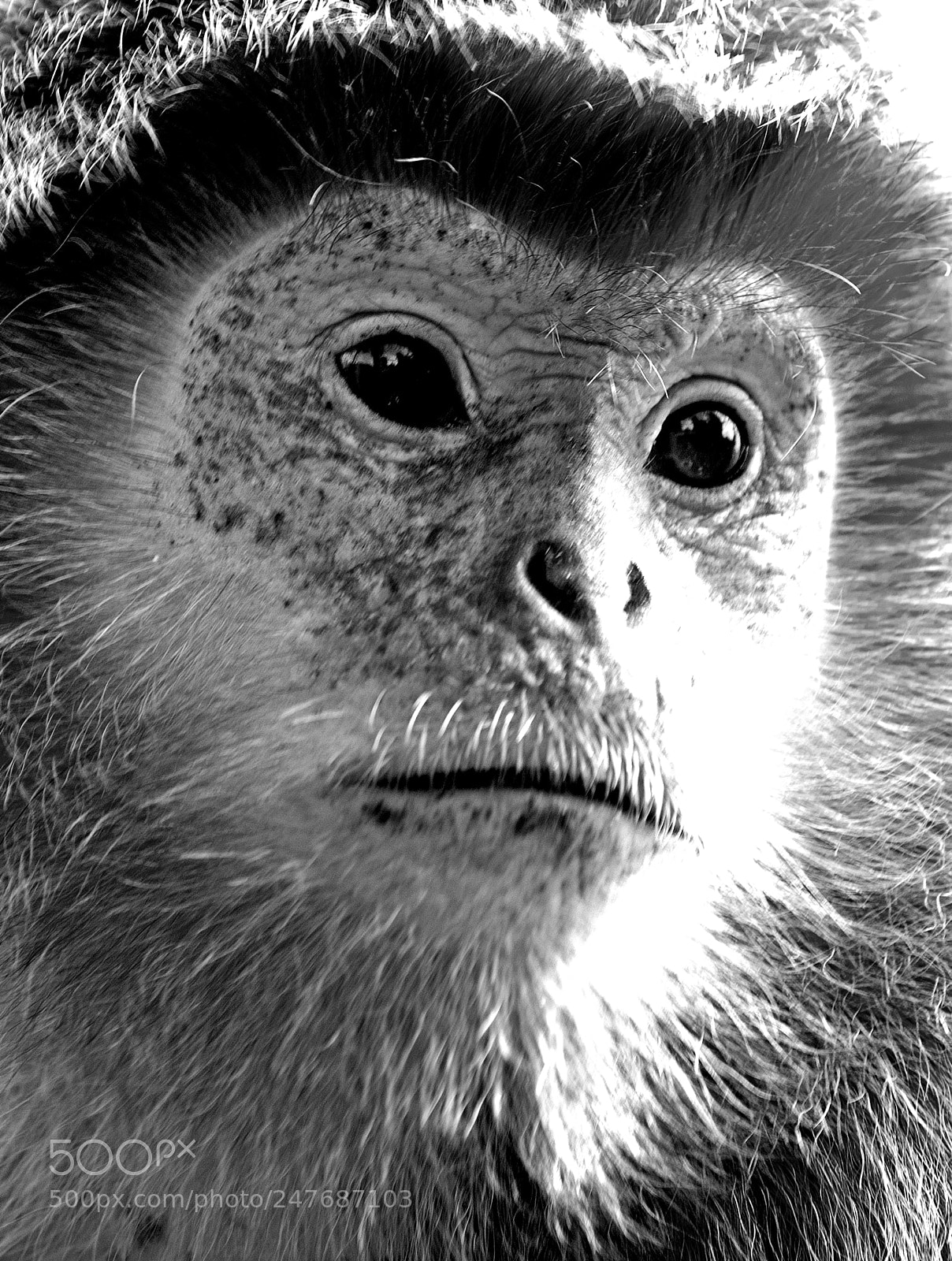 Nikon D80 sample photo. Javan langur b w photography