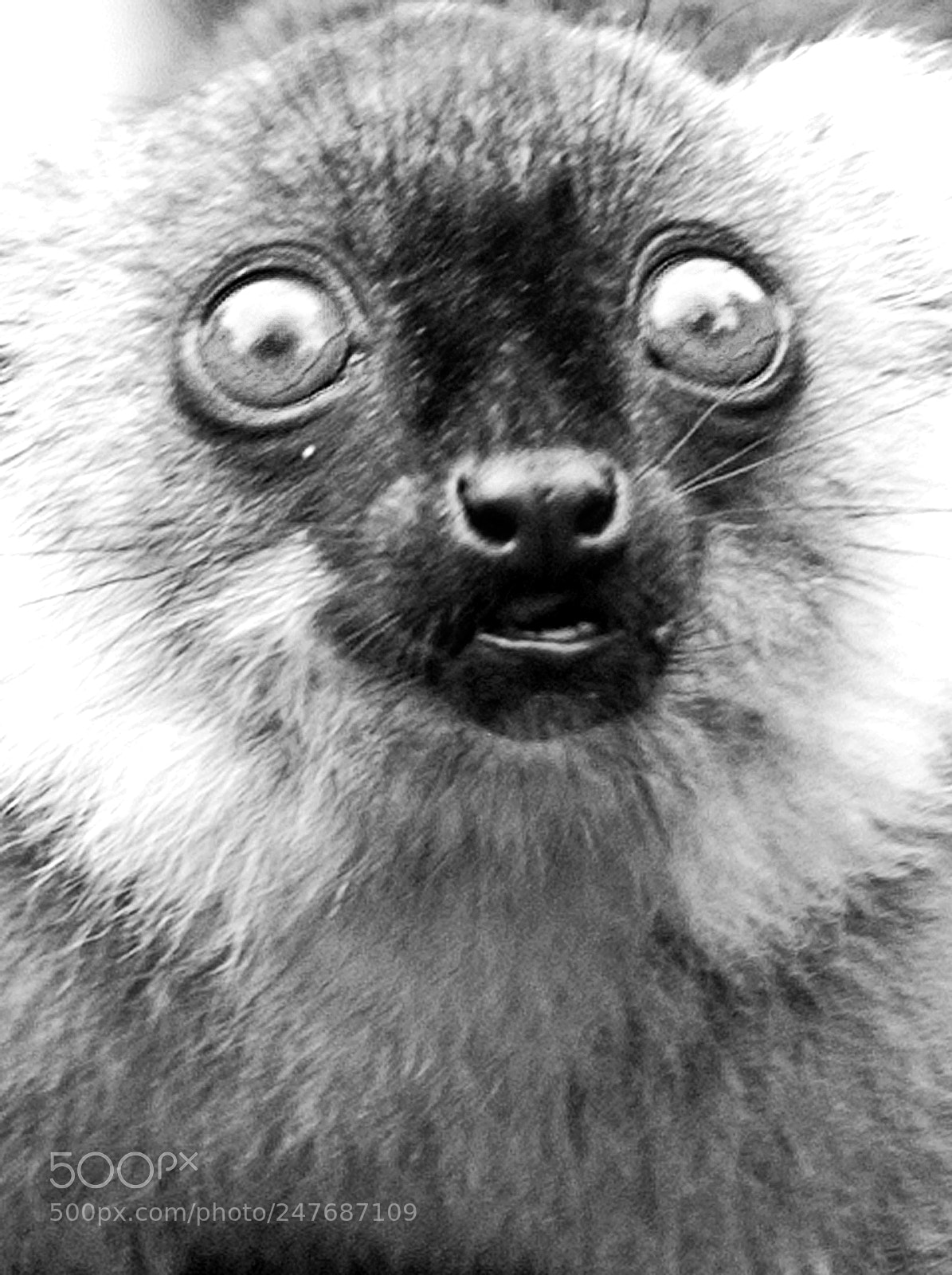 Nikon D80 sample photo. Lemur b&w face photography