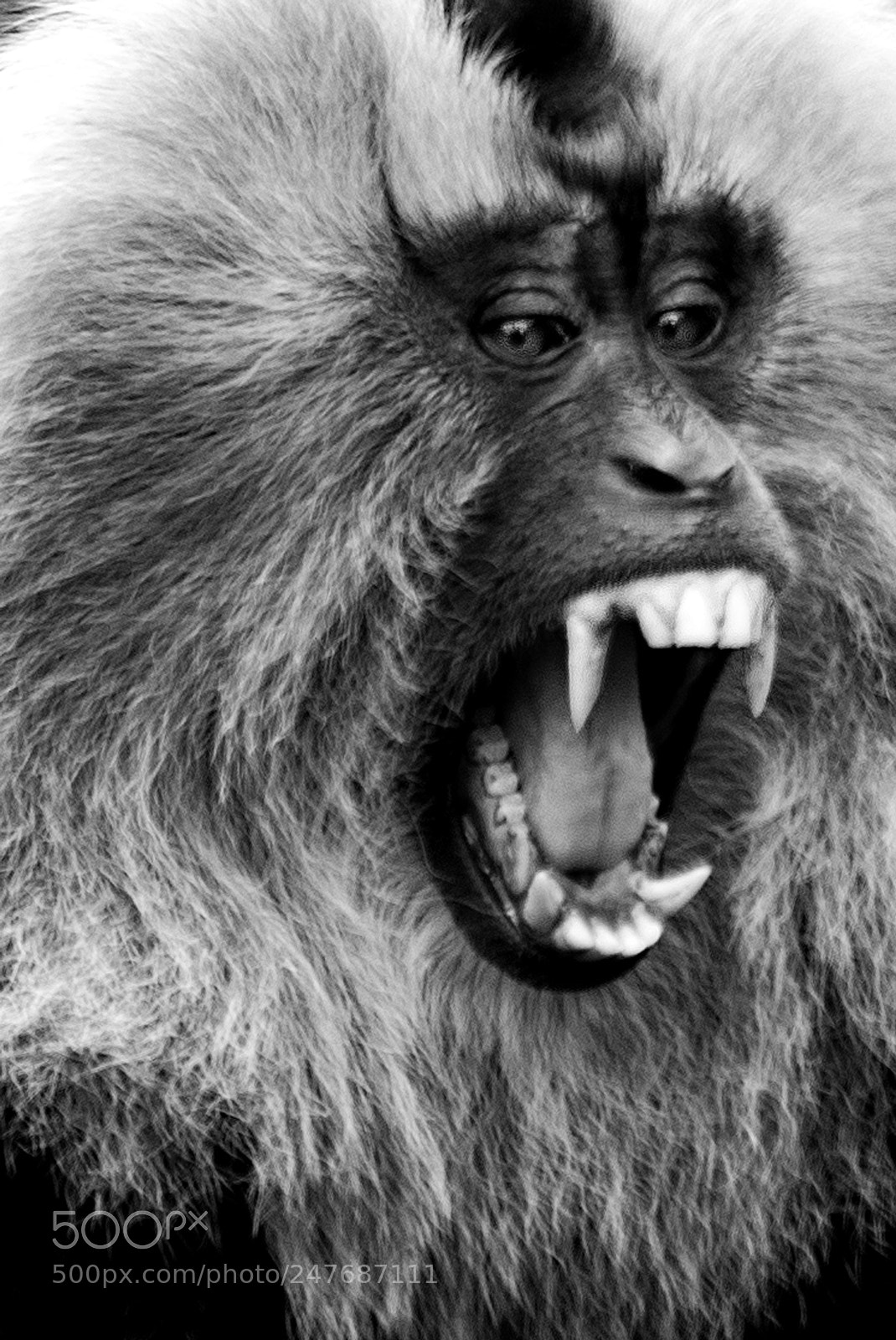 Nikon D610 sample photo. Lion tailed macaque b photography