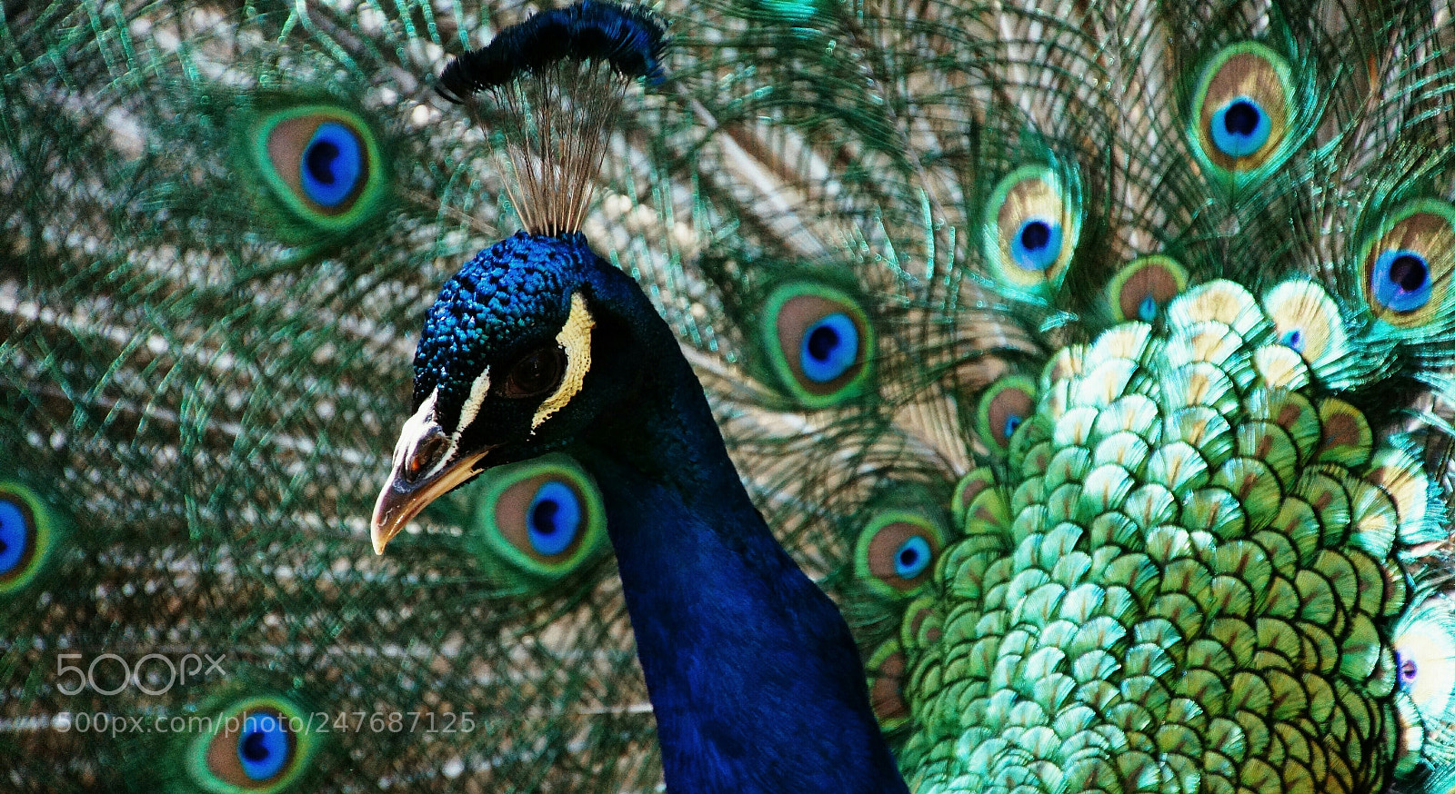 Sony SLT-A65 (SLT-A65V) sample photo. Peacock 2 photography