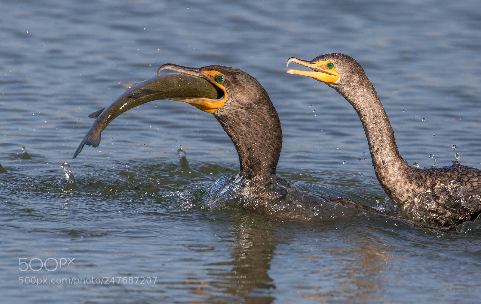 Canon EOS 7D Mark II sample photo. Cormorants fight over fish photography