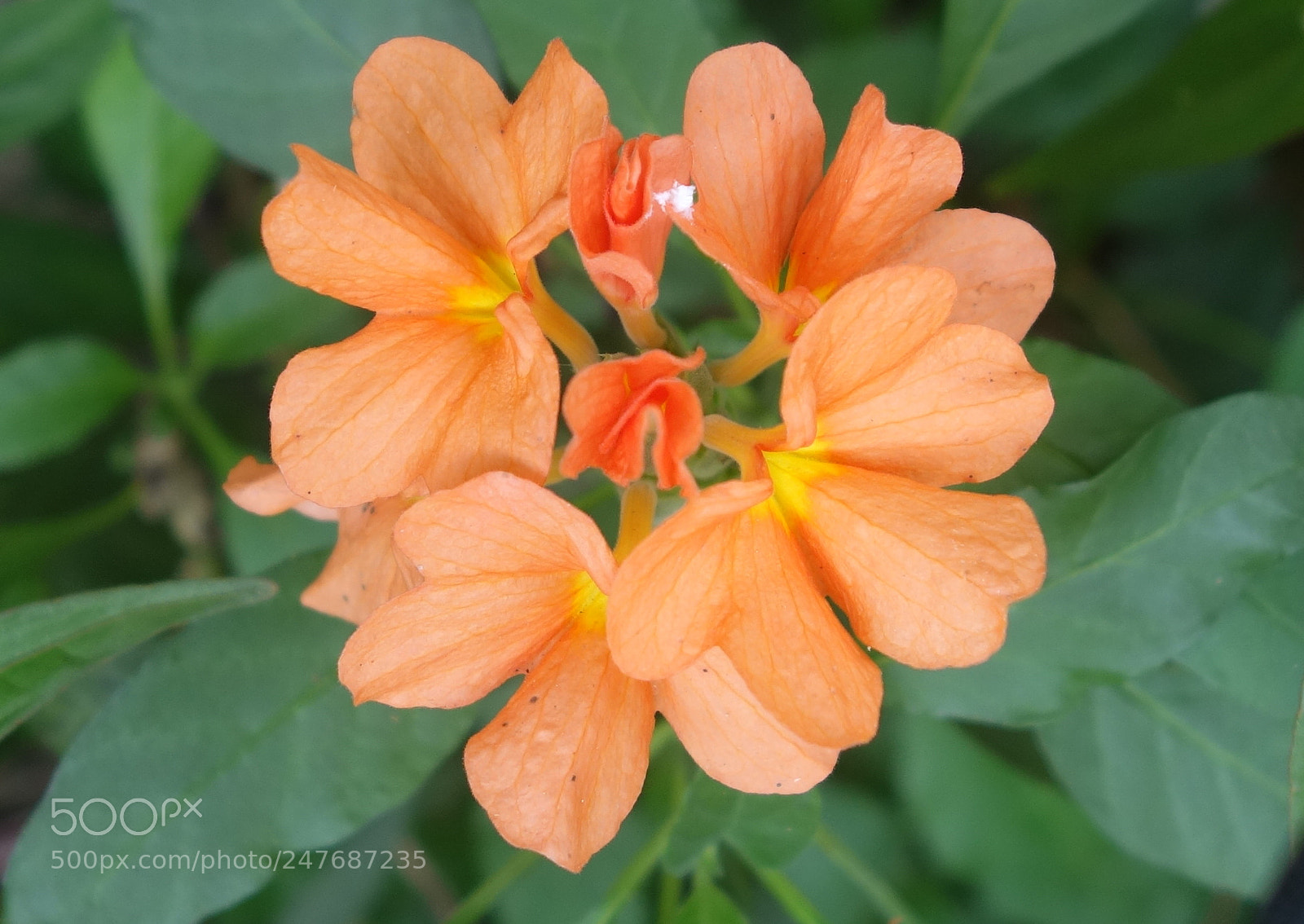 Sony Cyber-shot DSC-RX100 II sample photo. Fls vn a() photography