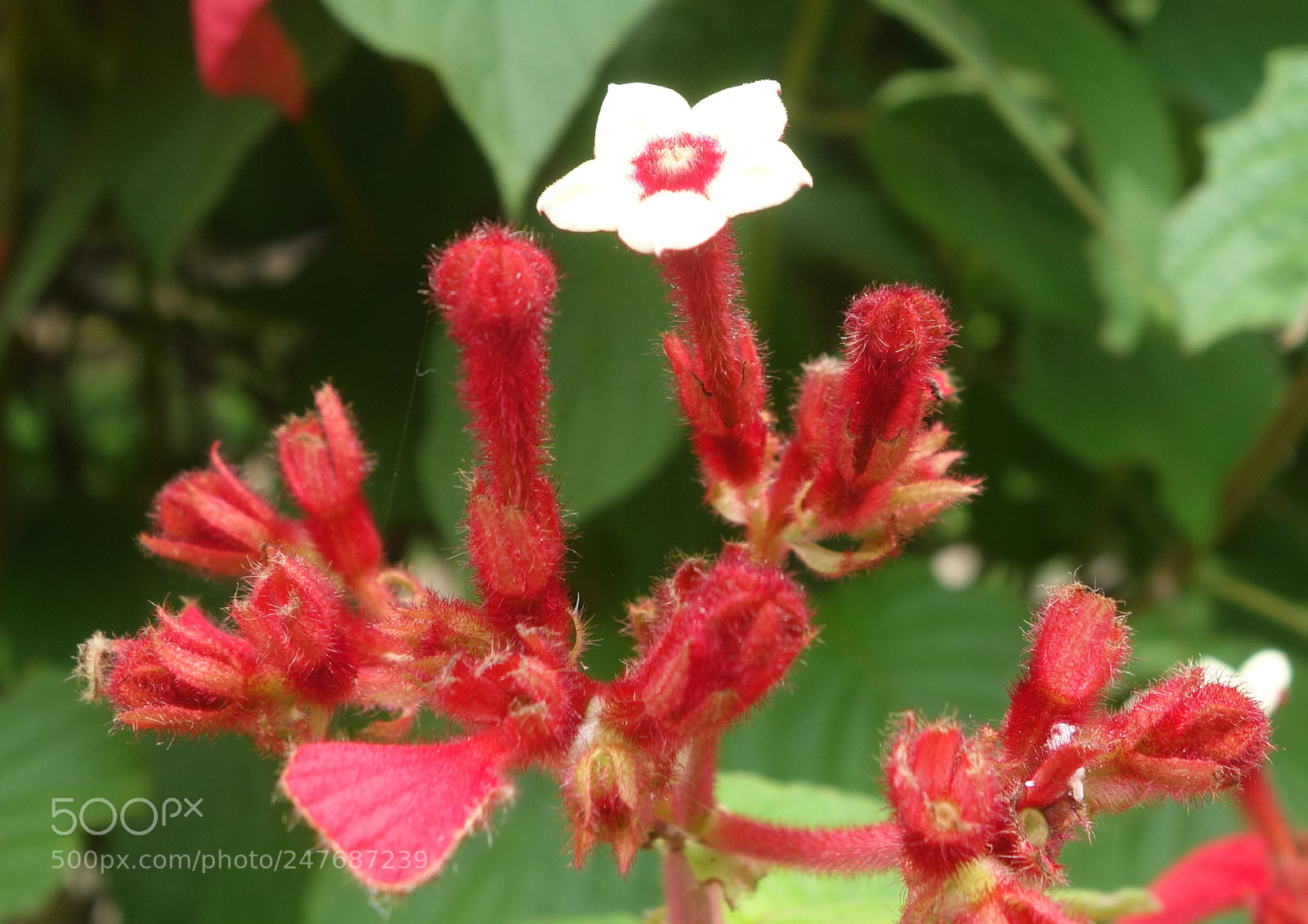 Sony Cyber-shot DSC-RX100 II sample photo. Fls vn a() photography