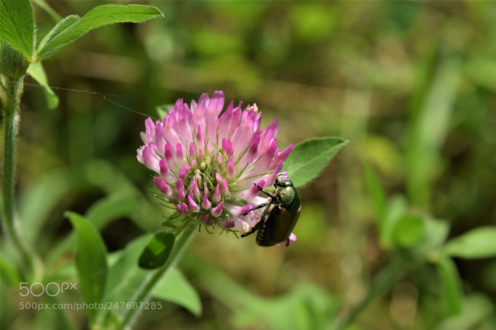 Nikon D3300 sample photo. Clover for lunch photography