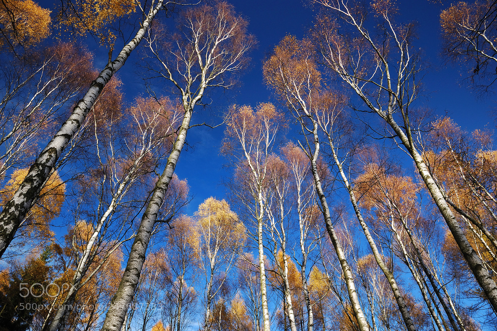 Nikon D80 sample photo. Autumn trees photography