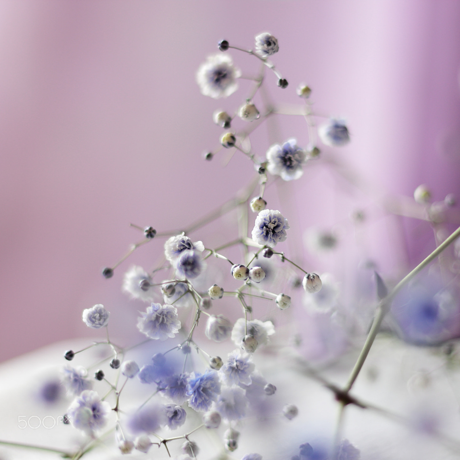 Canon EOS 600D (Rebel EOS T3i / EOS Kiss X5) sample photo. Showy baby's-breath photography