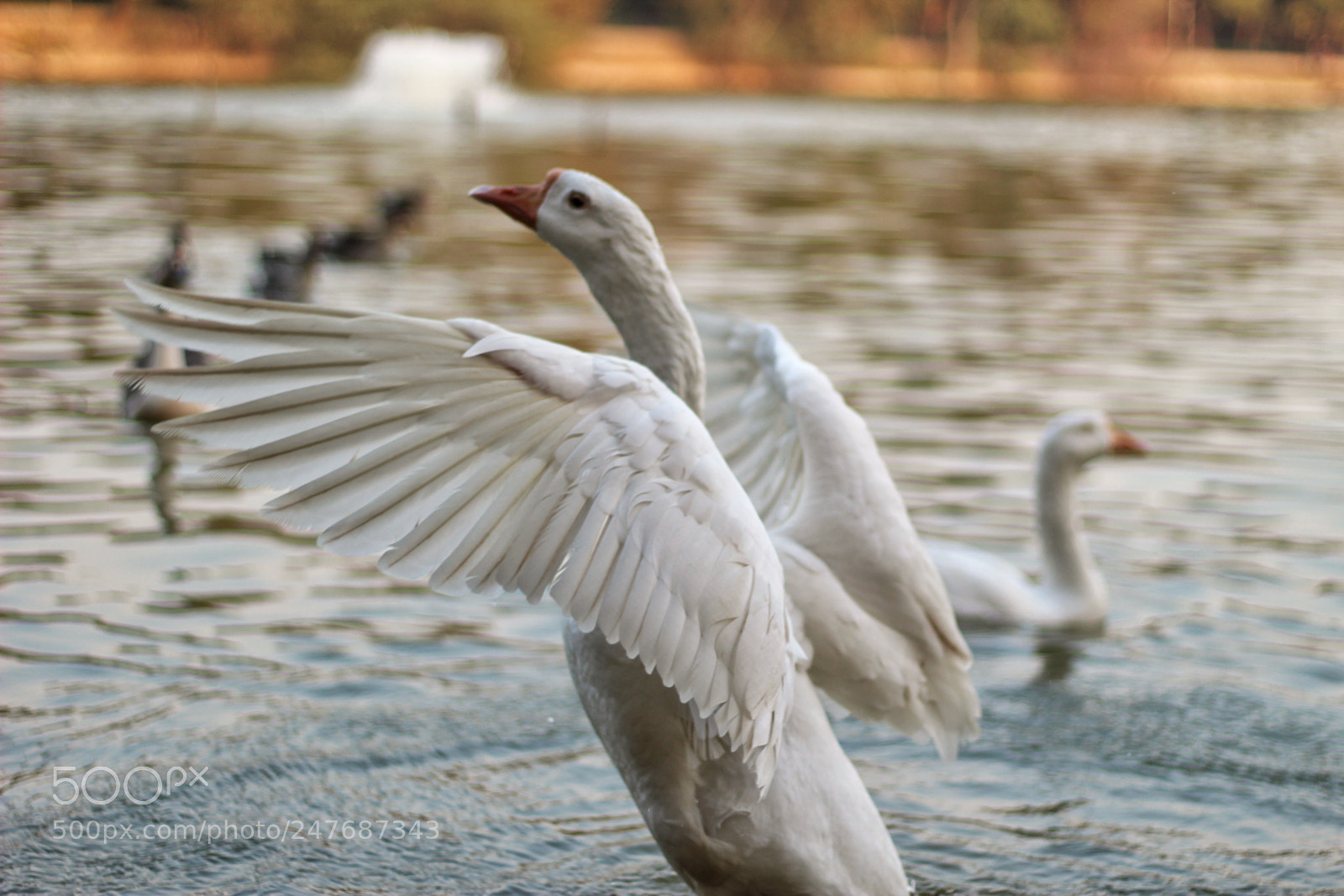 Canon EOS 1300D (EOS Rebel T6 / EOS Kiss X80) sample photo. Majestic swan photography