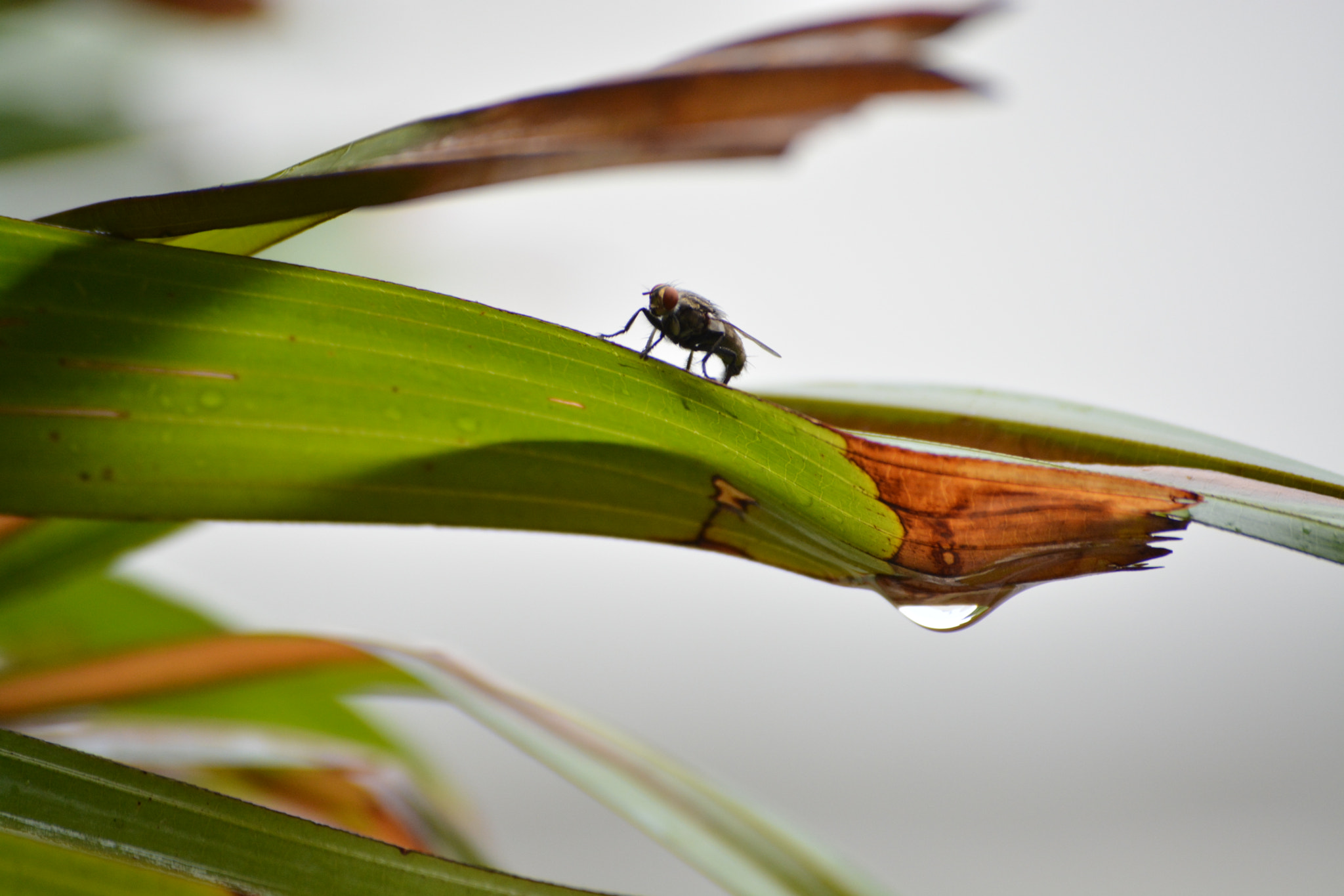 Nikon D5200 sample photo. Nature with life photography