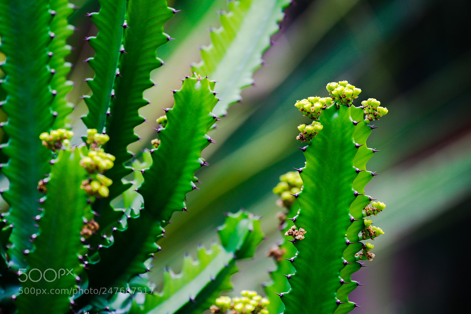 Canon EOS-1D Mark IV sample photo. Untitled photography