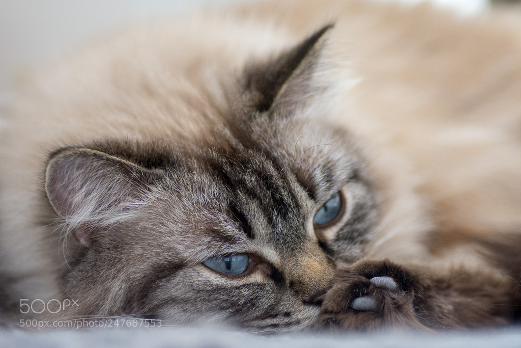 Nikon D7200 sample photo. Honeypot photography