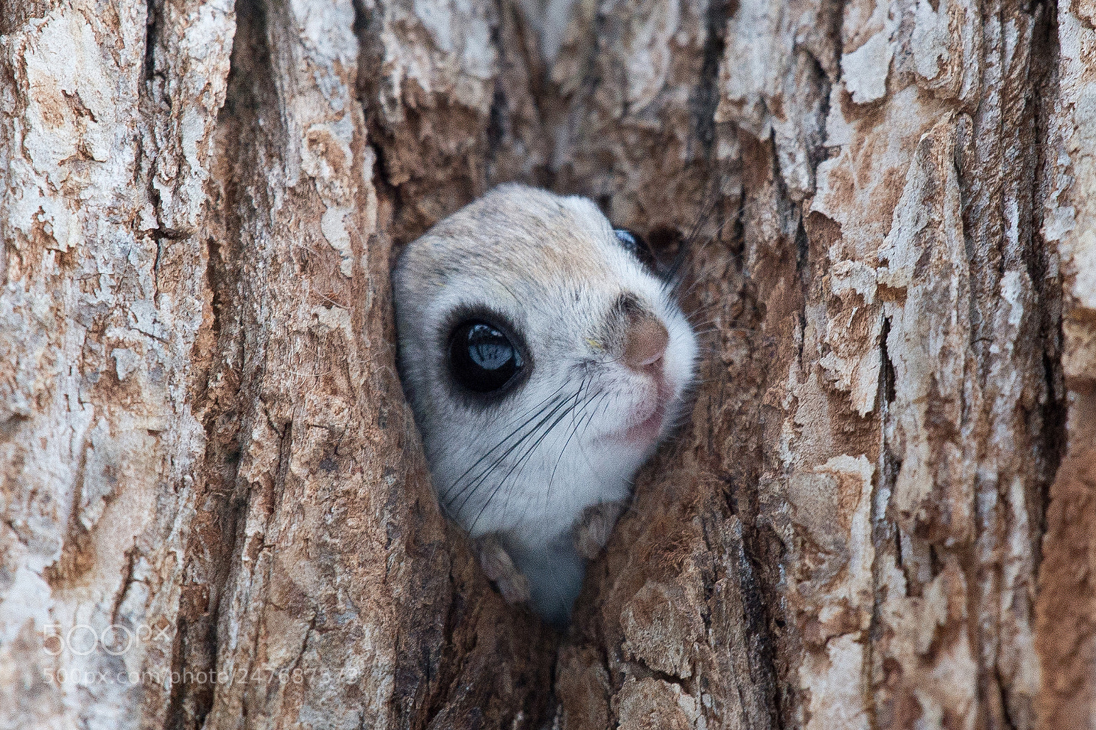 Nikon D4 sample photo. Flying squirrel photography