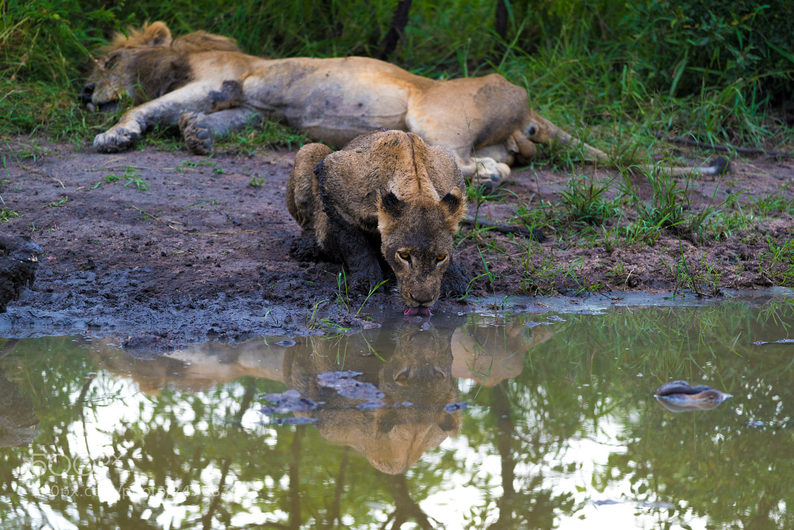 Nikon D810 sample photo. Lion at waterhole photography