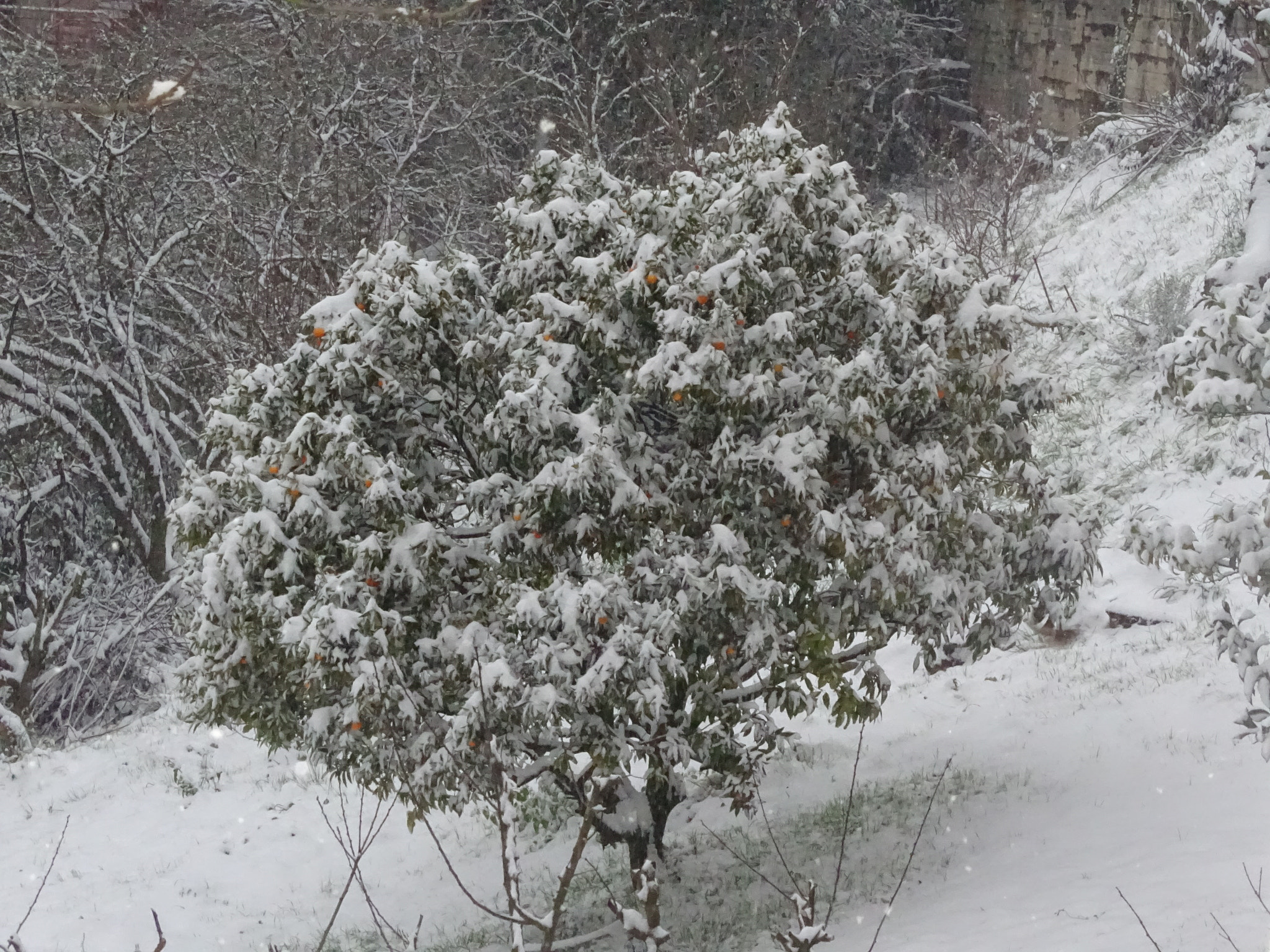 Sony Cyber-shot DSC-HX350 sample photo. Snowy orange tree photography
