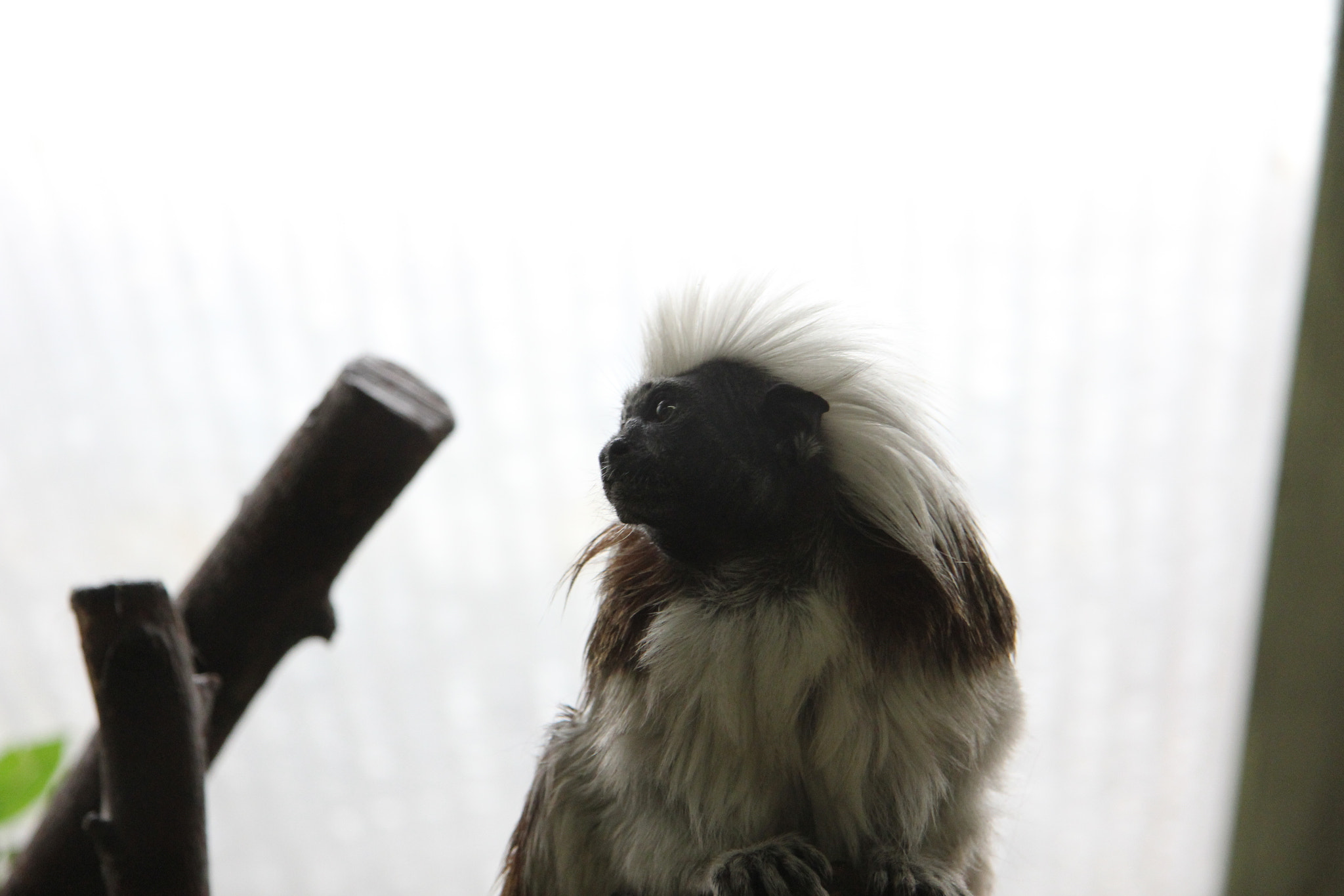 Canon EF-S 17-85mm F4-5.6 IS USM sample photo. Funky monkey photography
