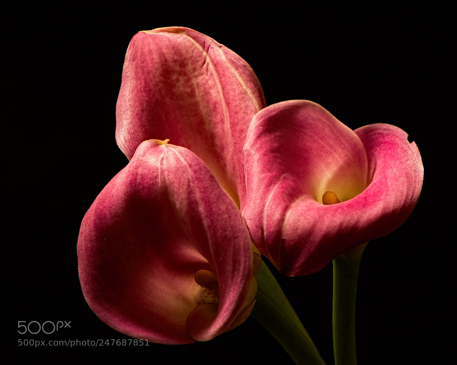 Nikon D810 sample photo. Pink cala trio 1213 photography