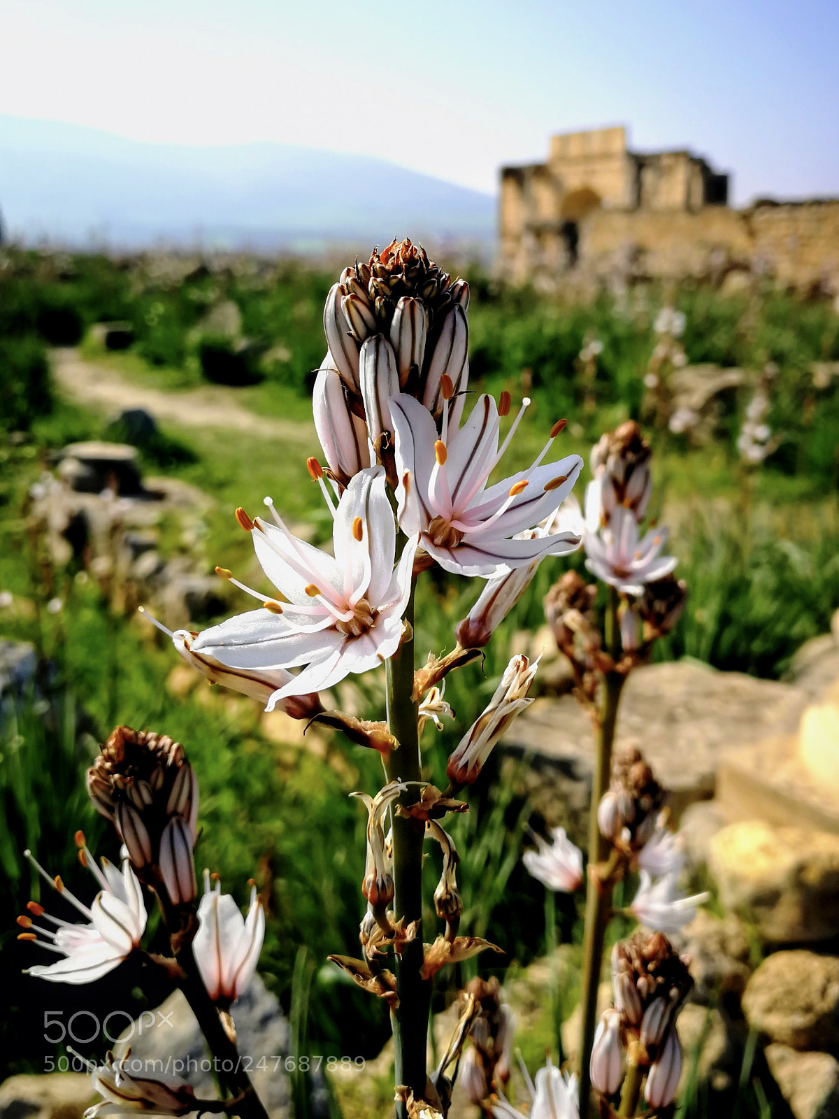 HUAWEI P10 sample photo. On the ruins of photography