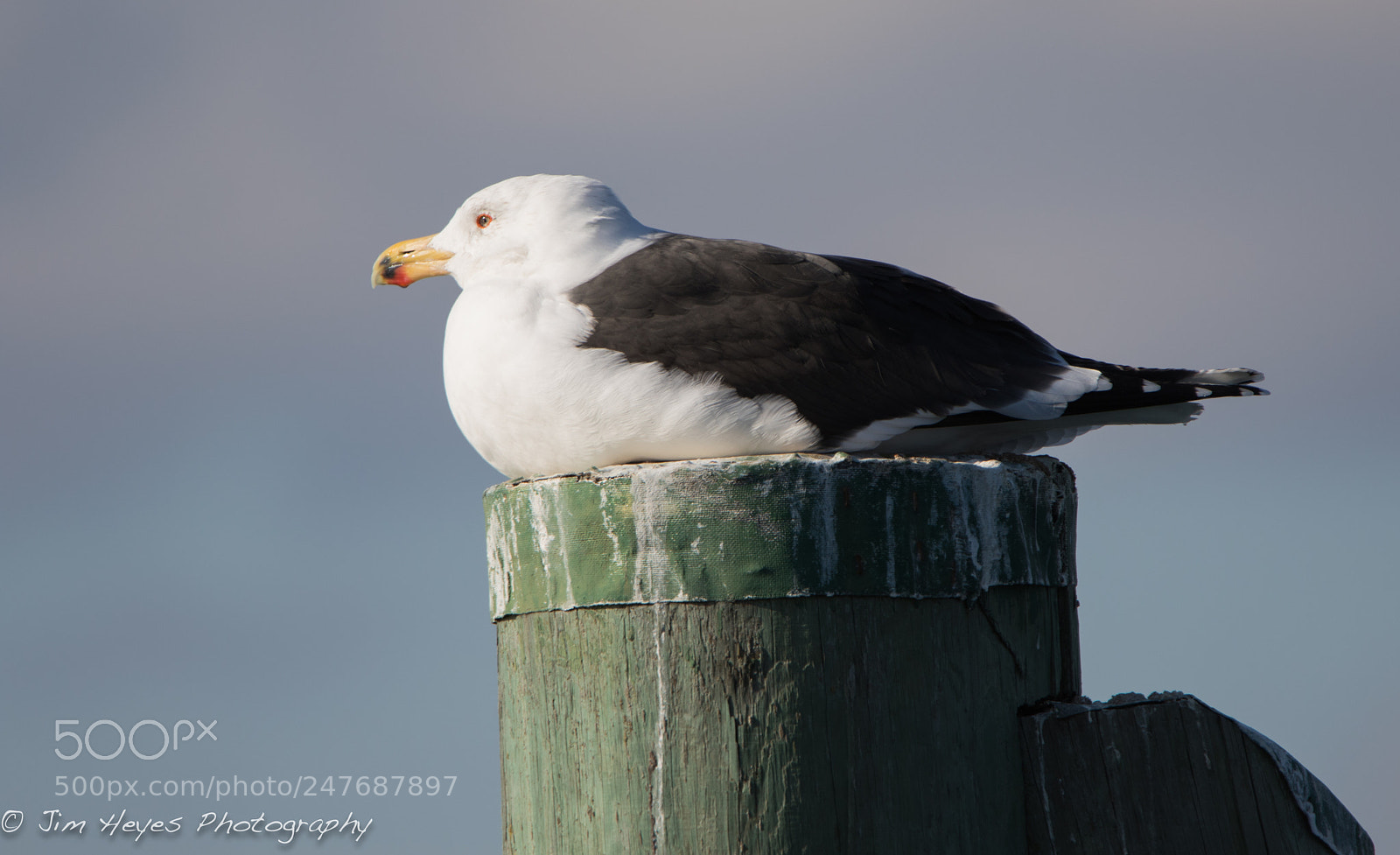 Canon EOS 7D Mark II sample photo. Black gull at sunset photography