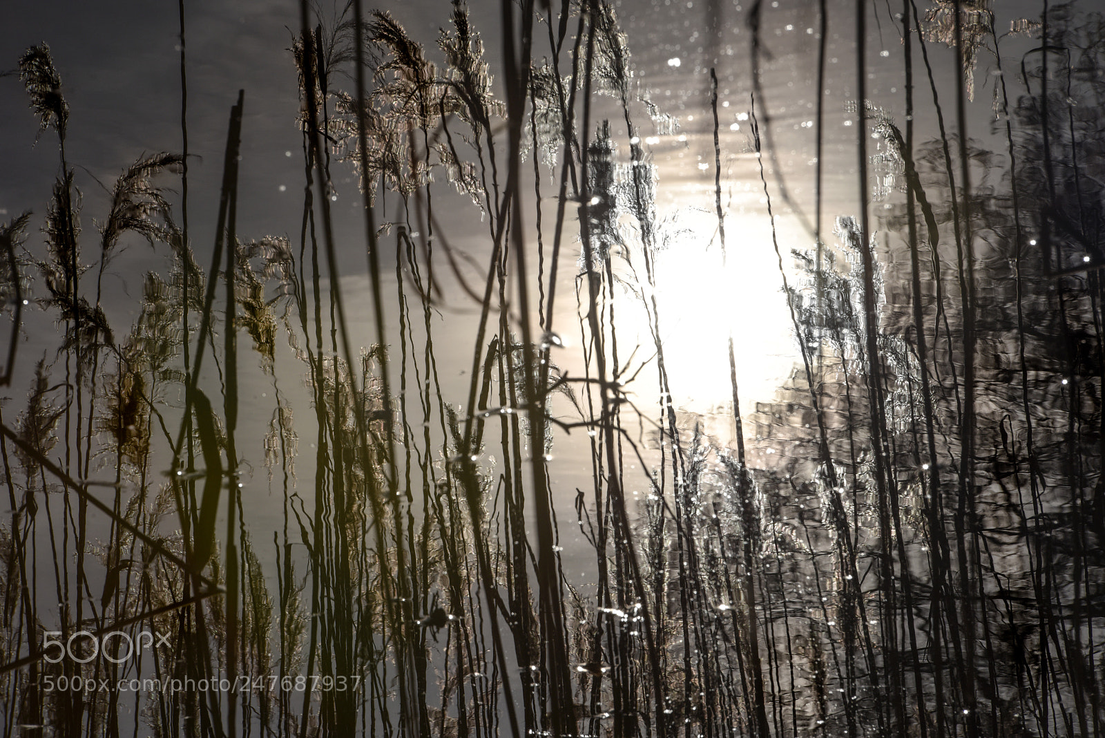 Nikon D810 sample photo. Starry night photography