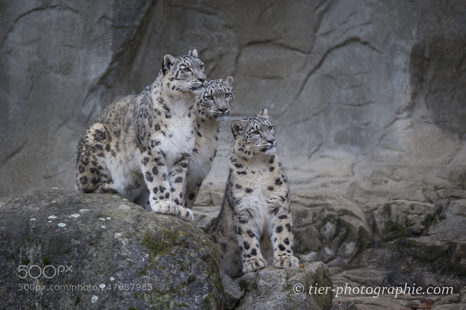 Nikon D4 sample photo. Snow leopards photography