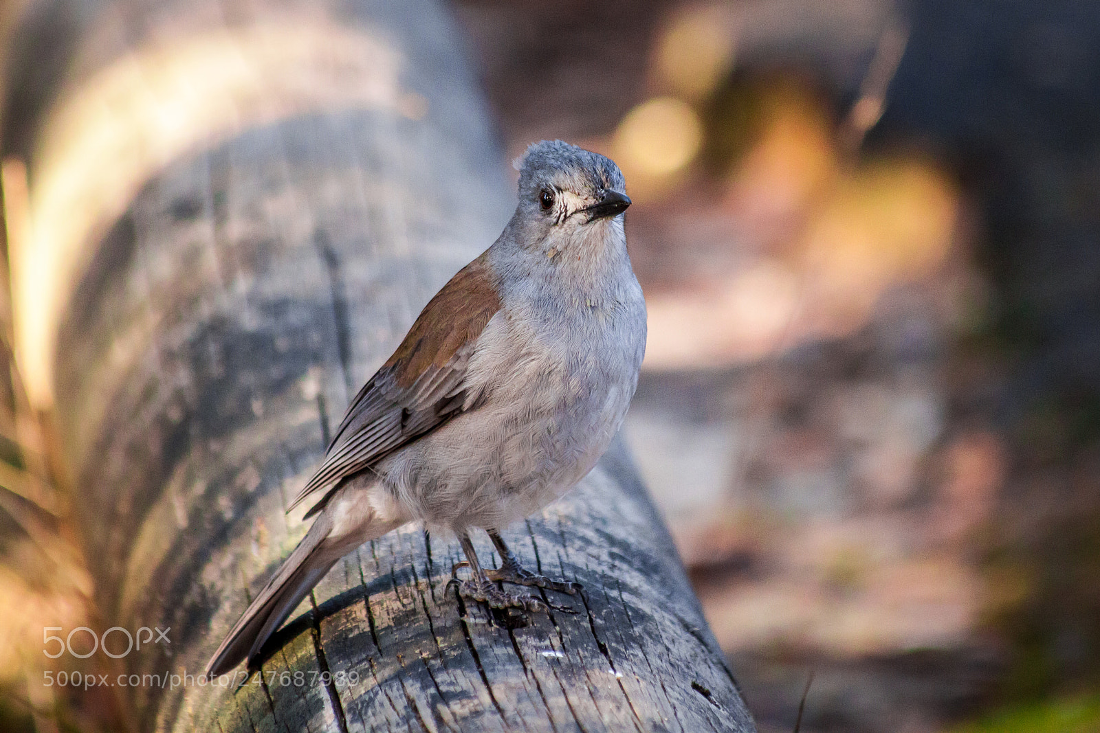 Canon EOS 500D (EOS Rebel T1i / EOS Kiss X3) sample photo. Grey shrike-thrush photography