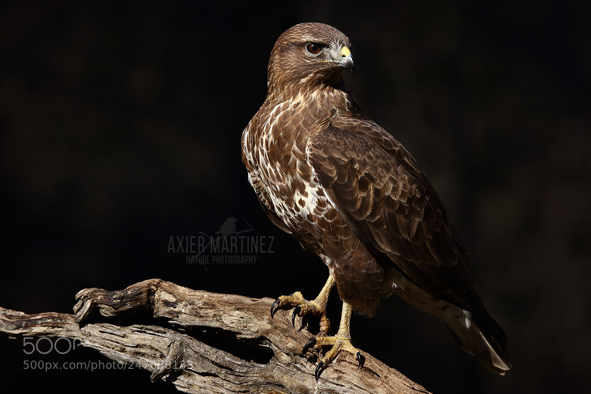 Canon EOS 7D Mark II sample photo. Busardo ratonero photography