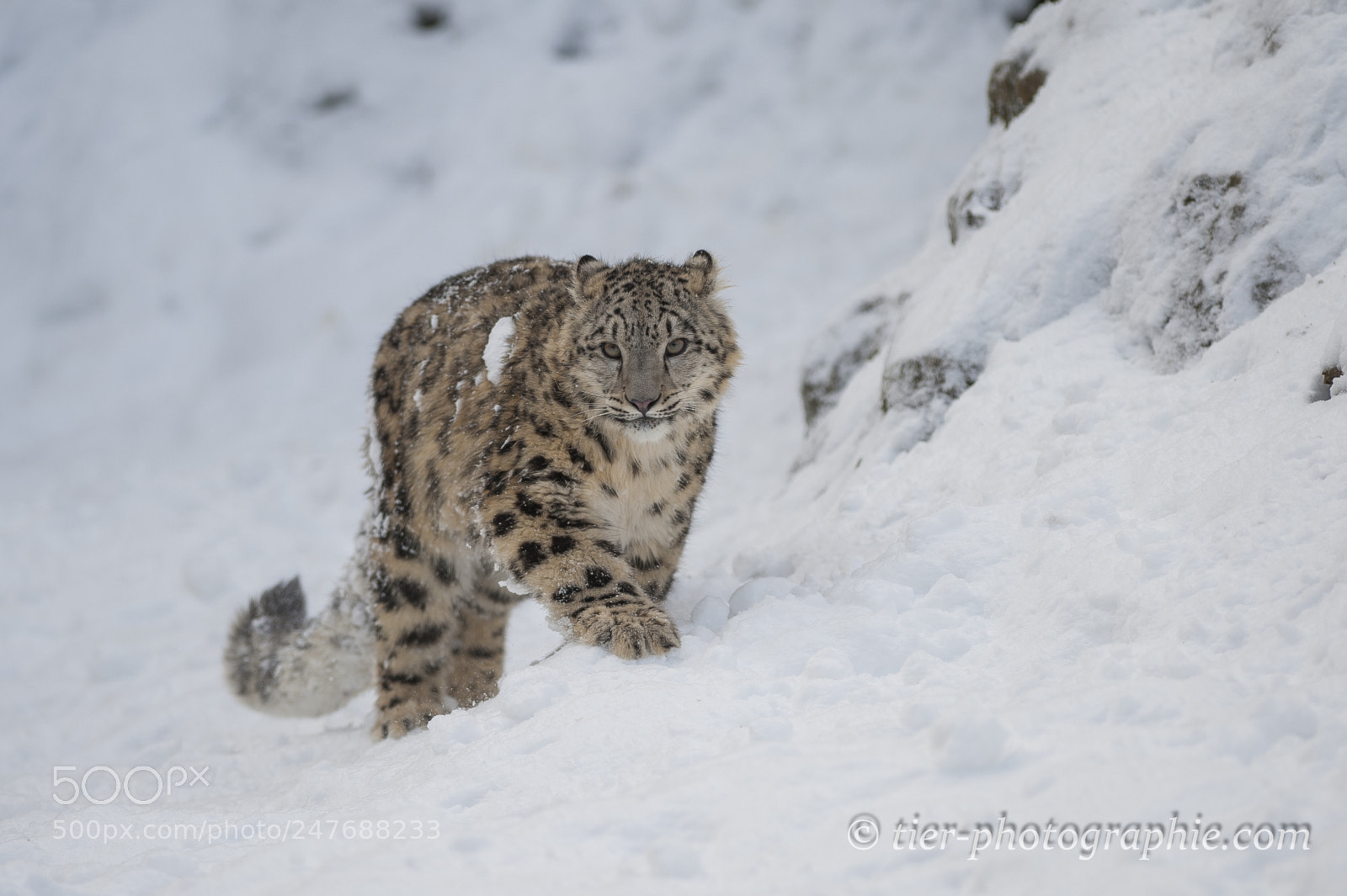 Nikon D700 sample photo. Snow leopard photography