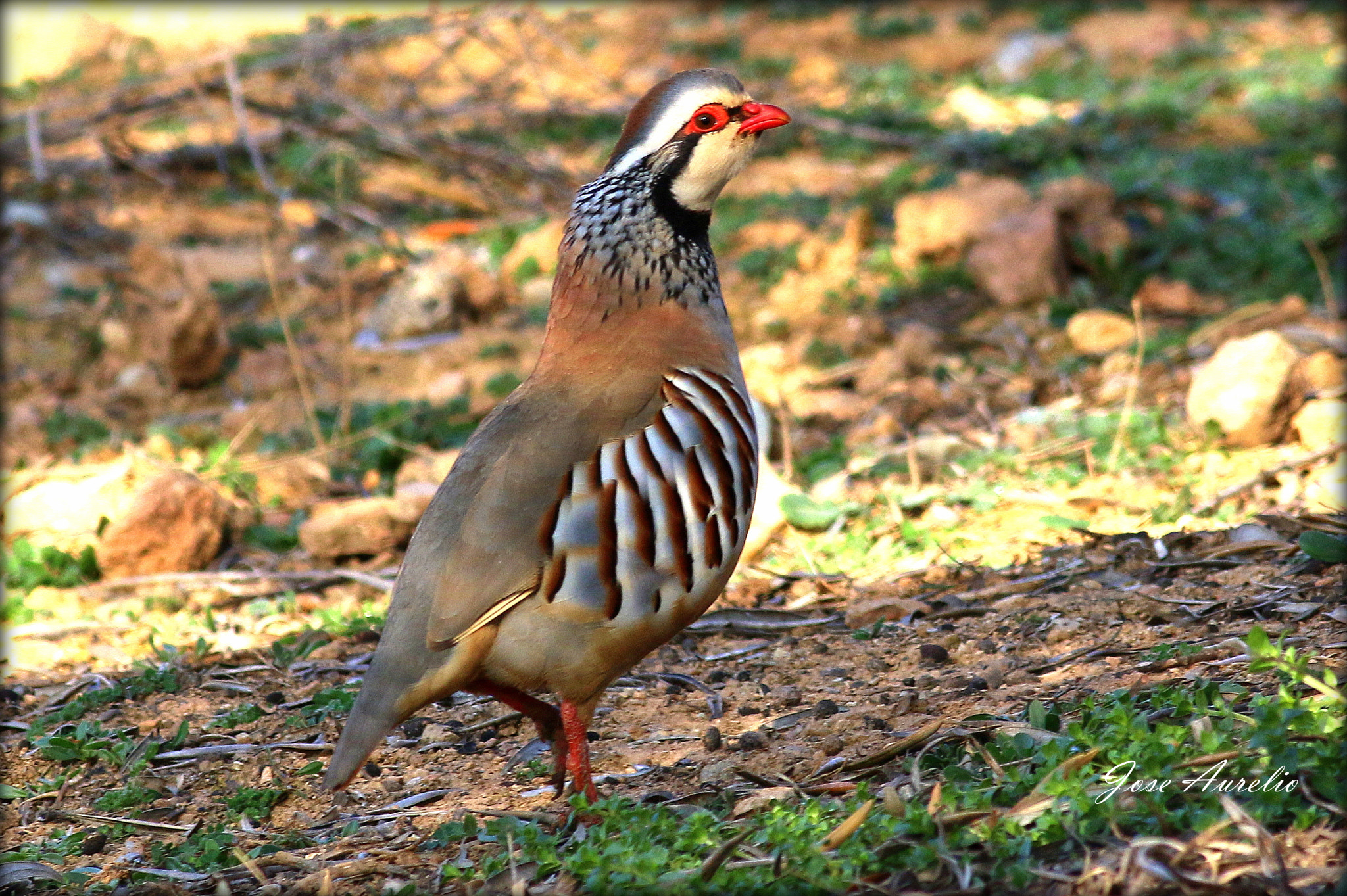 Canon EOS 70D + Canon EF 400mm F5.6L USM sample photo. Perdiz roja photography