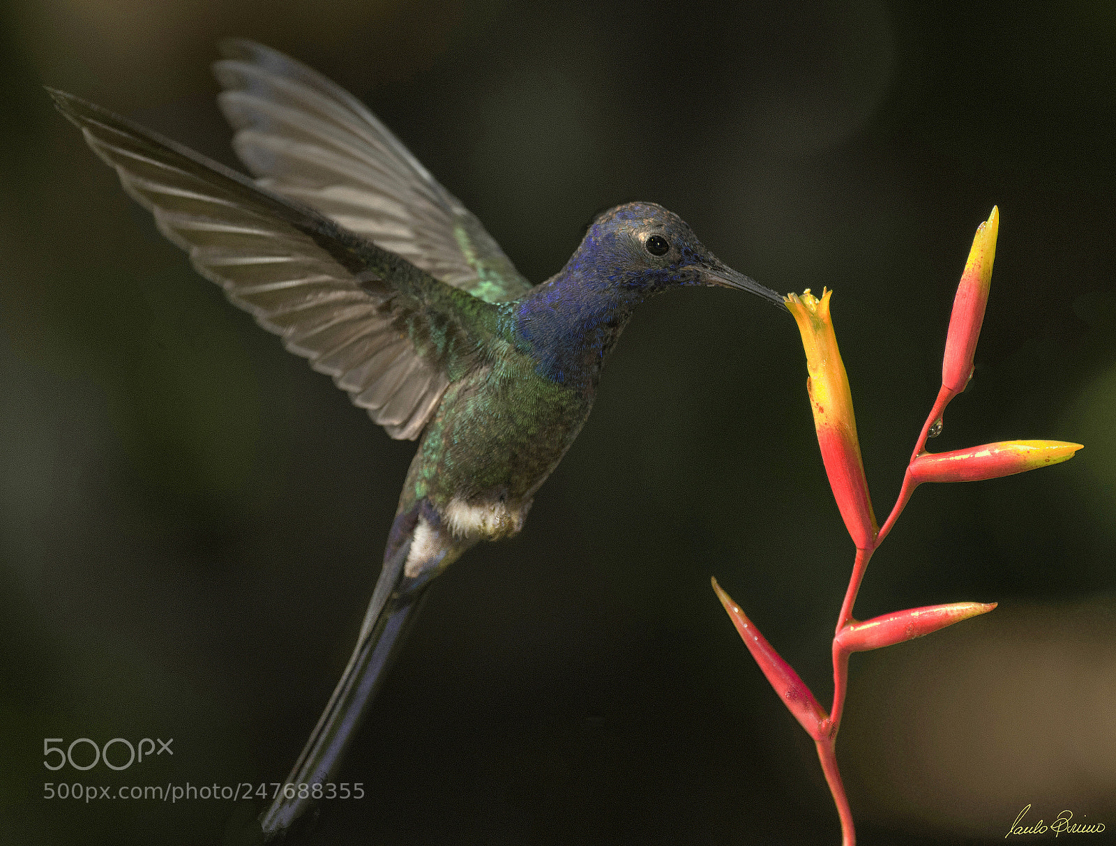 Nikon D810 sample photo. Nature jewls photography