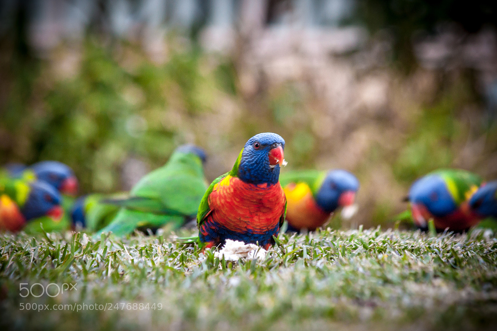 Canon EOS 500D (EOS Rebel T1i / EOS Kiss X3) sample photo. Rainbow lorikeets photography