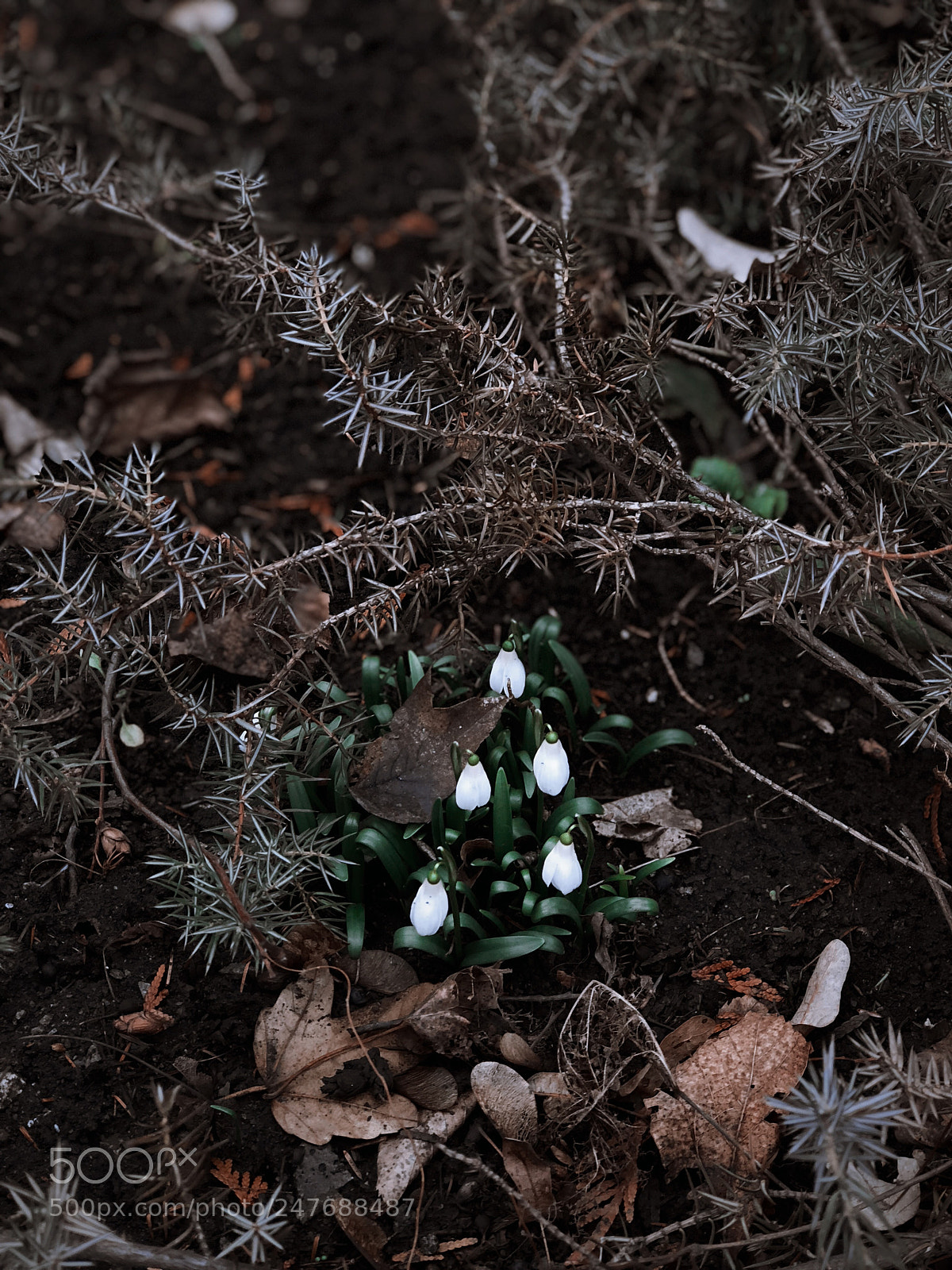 Apple iPhone 8 Plus sample photo. Snowdrop photography