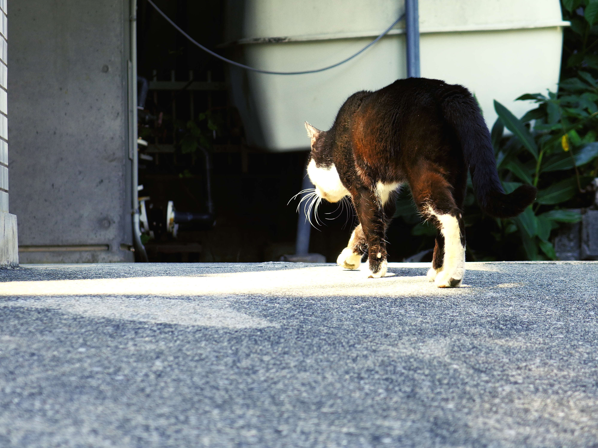 PENTAX RICOH IMAGING PENTAX MX-1 sample photo. Okinawa photography