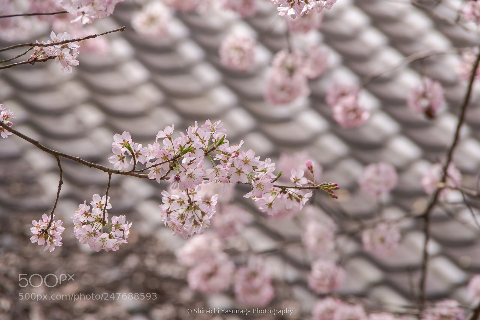 Pentax K-70 sample photo. Spring,come here! photography
