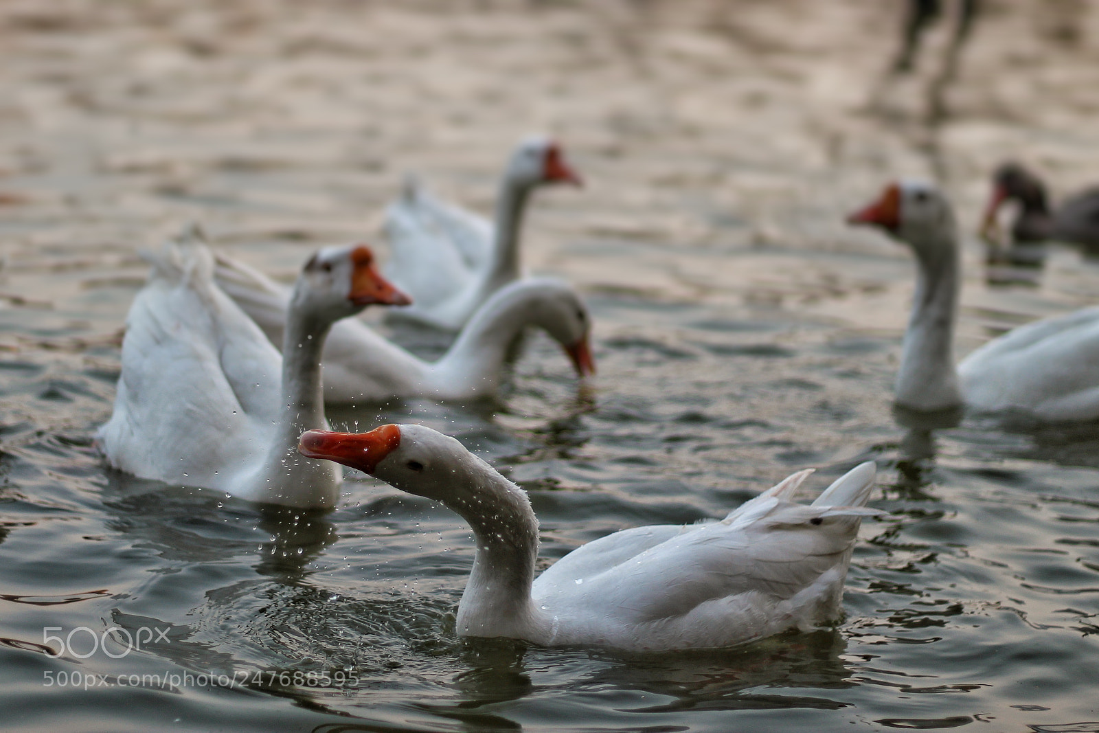 Canon EOS 1300D (EOS Rebel T6 / EOS Kiss X80) sample photo. Swan's beak photography