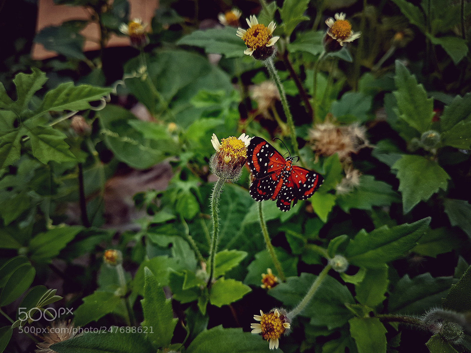 Samsung Galaxy S7 Edge sample photo. Untitled photography