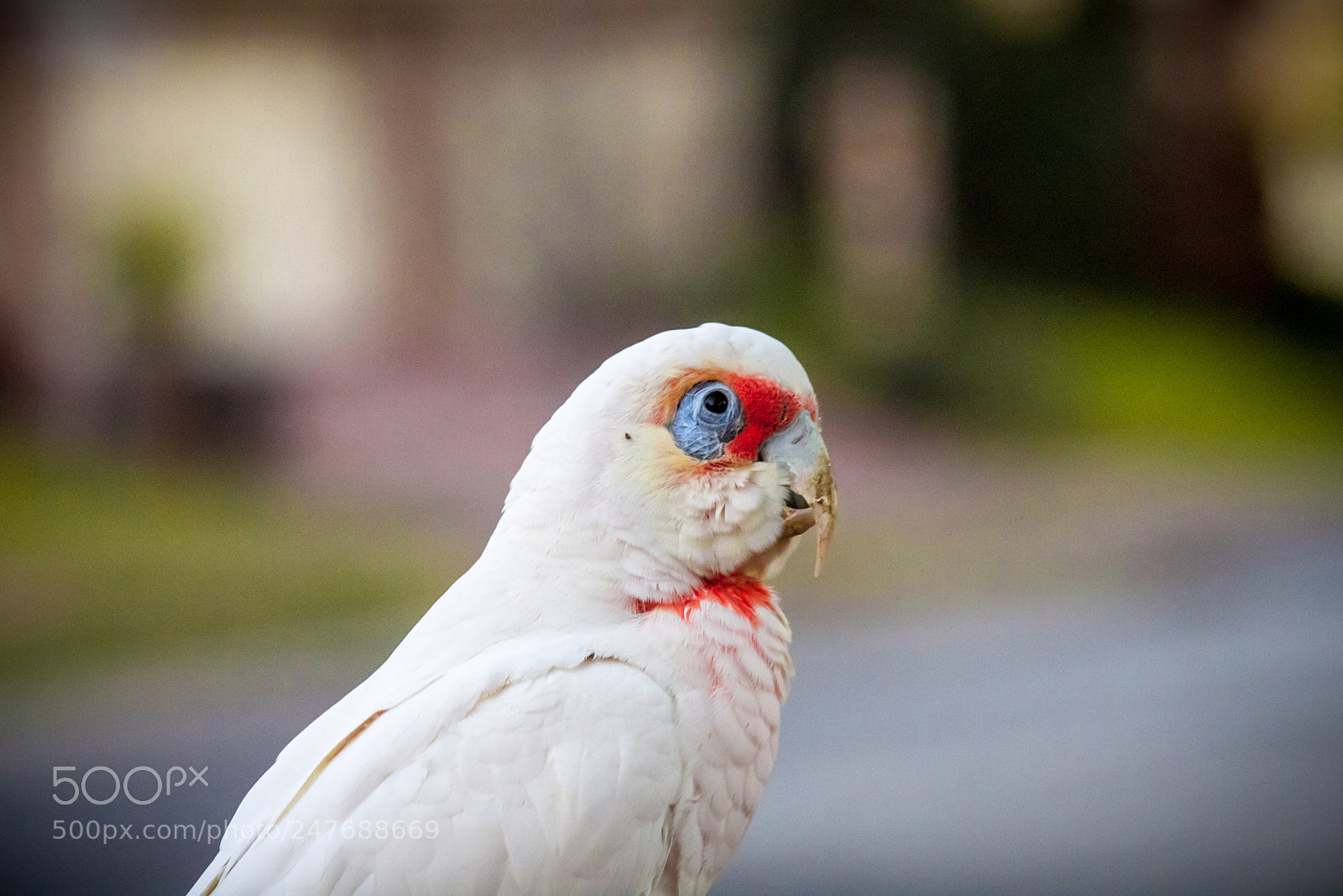 Canon EOS 500D (EOS Rebel T1i / EOS Kiss X3) sample photo. Little corella photography