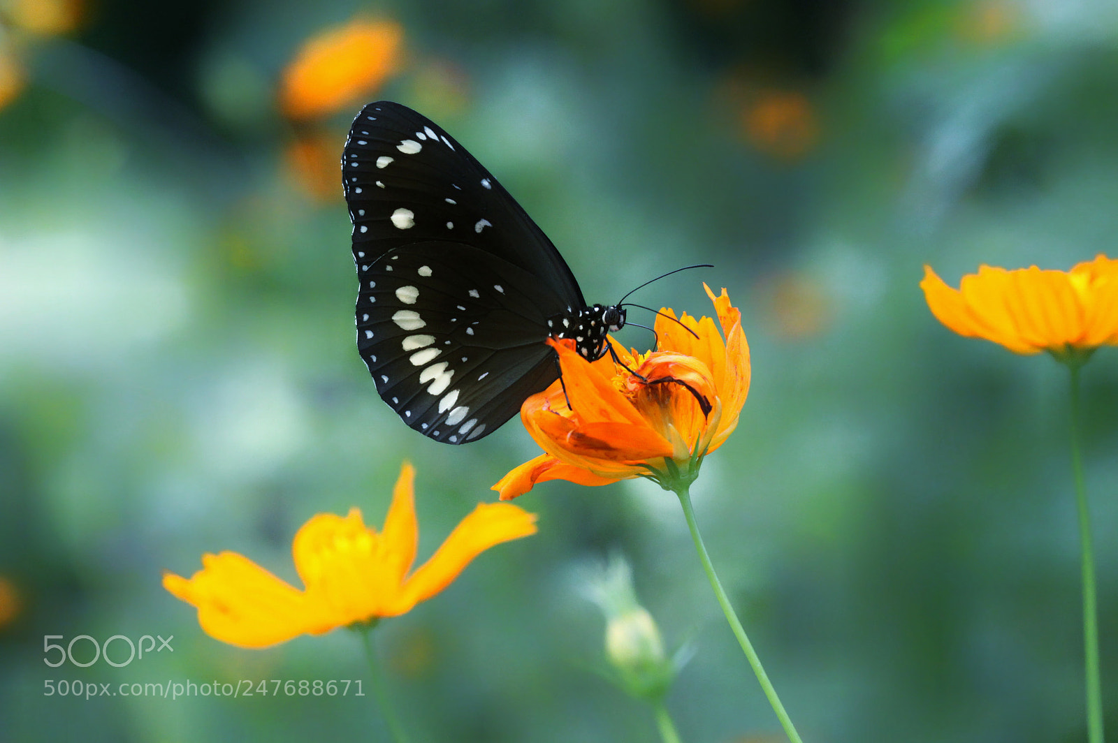 Canon EOS 50D sample photo. Black butterfly photography