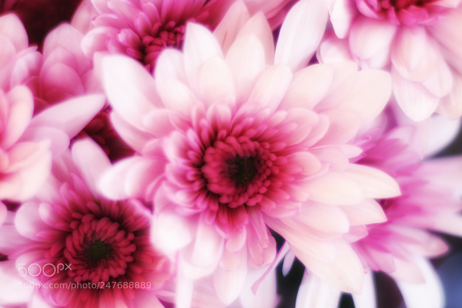 Canon EOS 77D (EOS 9000D / EOS 770D) sample photo. The art of nature photography