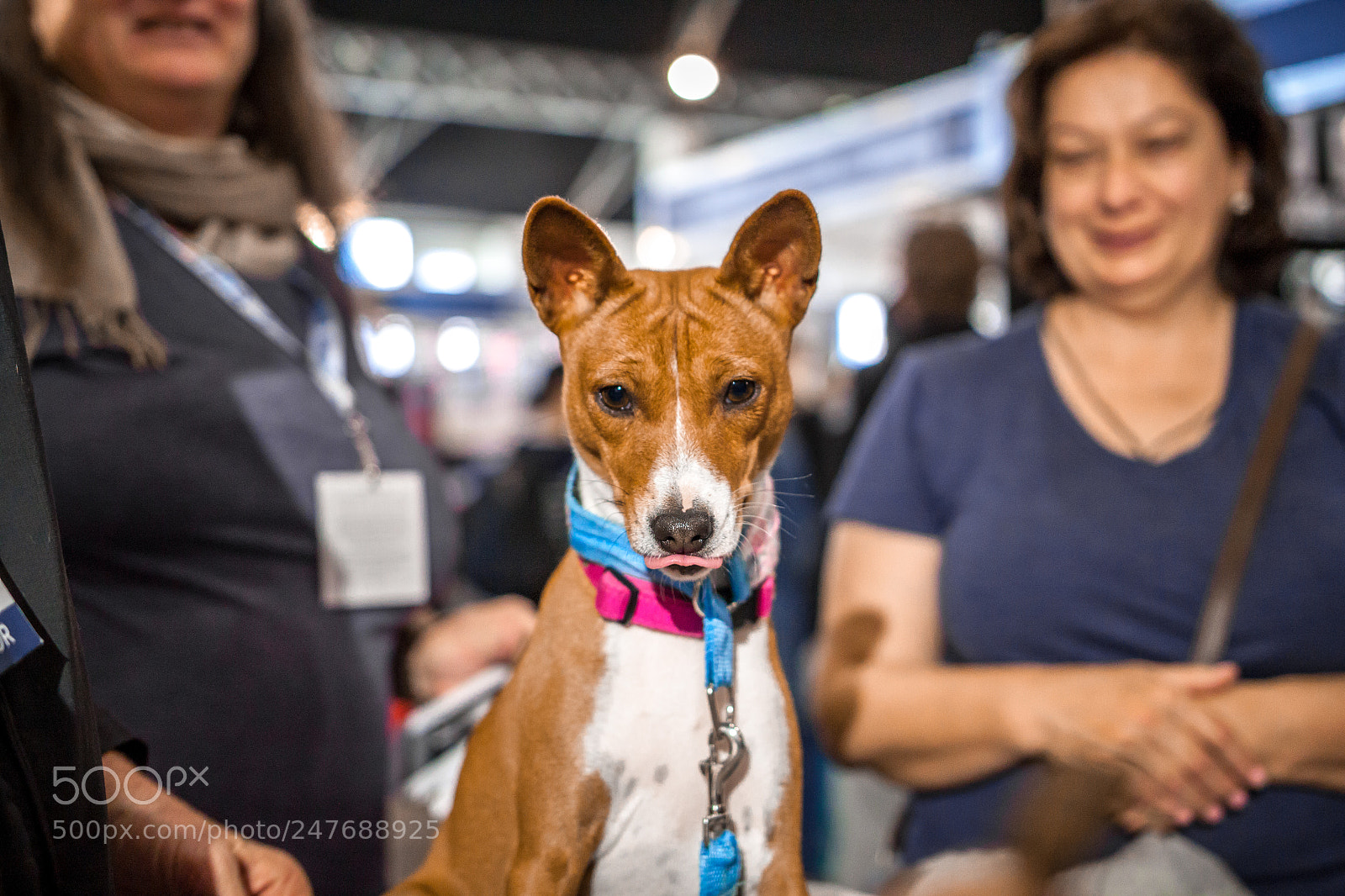 Canon EOS 500D (EOS Rebel T1i / EOS Kiss X3) sample photo. Basenji with tongue out photography