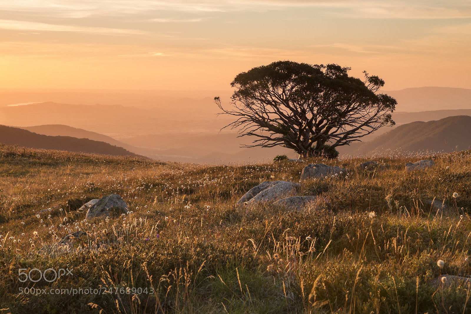 Canon EOS 7D sample photo. Stirling tree photography