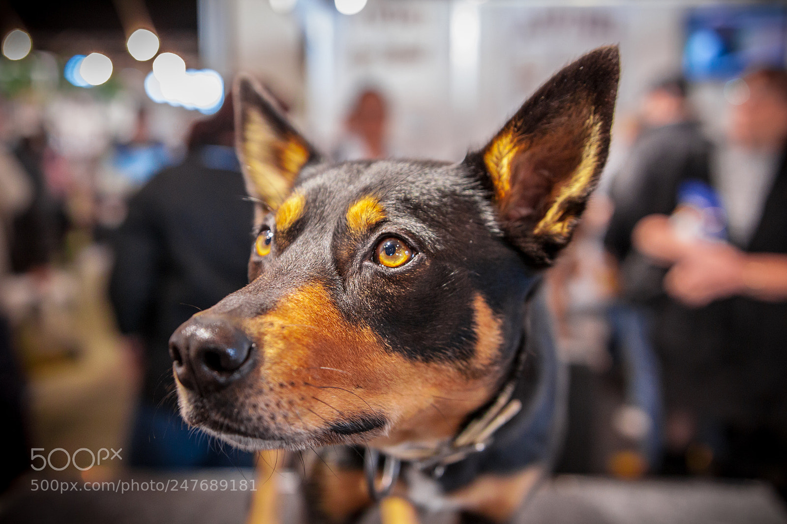 Canon EOS 500D (EOS Rebel T1i / EOS Kiss X3) sample photo. Obedient kelpie photography
