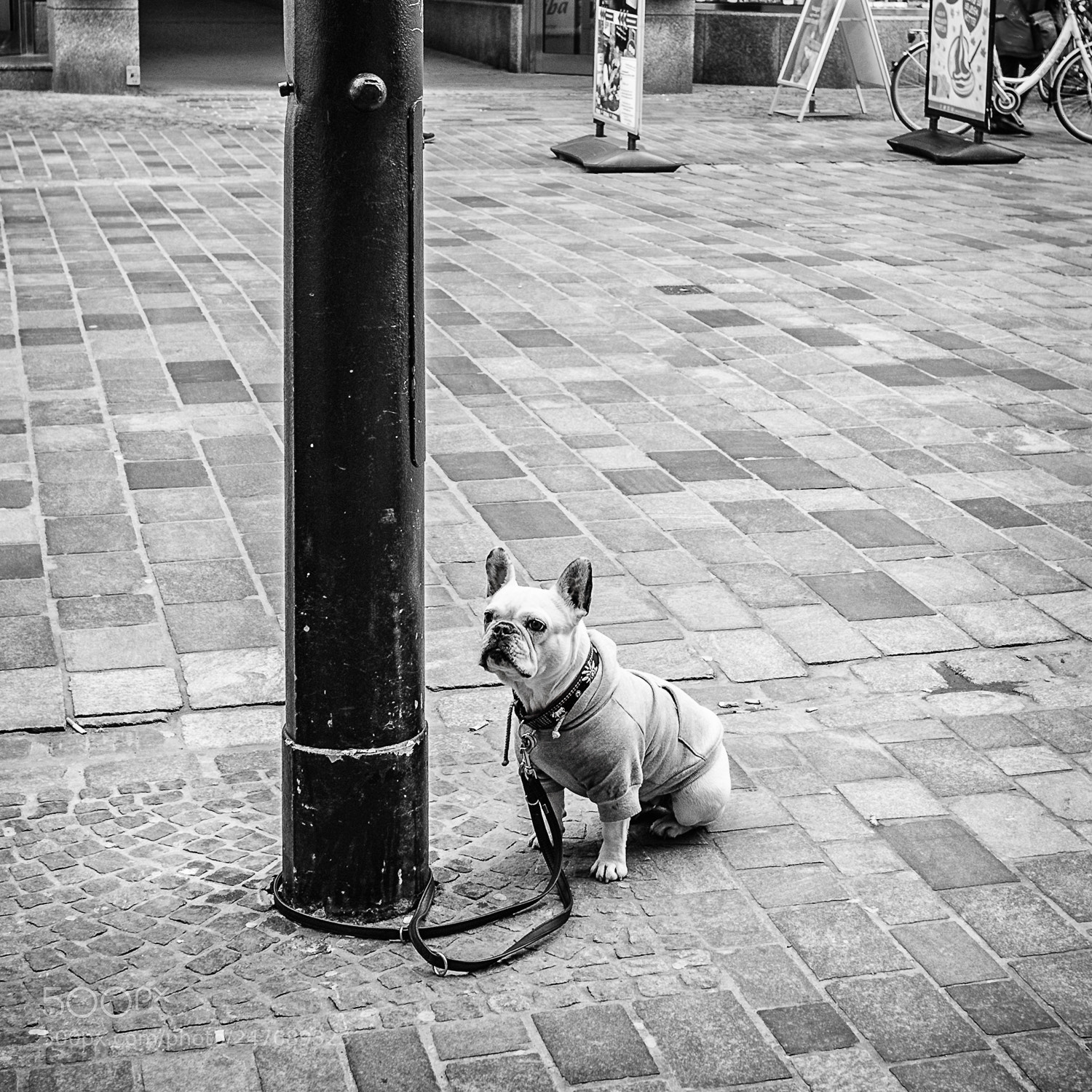 Nikon D3 sample photo. - dogs - photography
