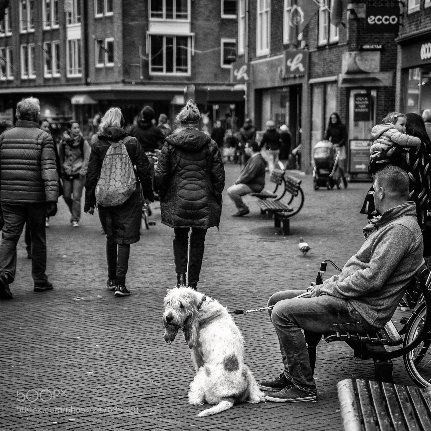 Nikon D3 sample photo. - dogs - photography