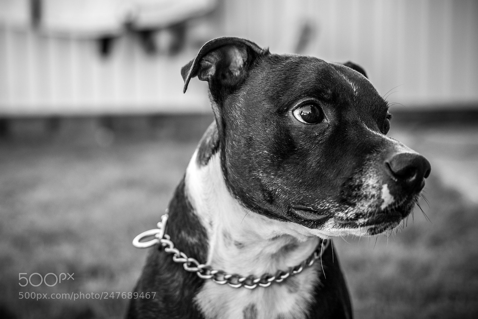 Canon EOS 500D (EOS Rebel T1i / EOS Kiss X3) sample photo. Petey the dog photography