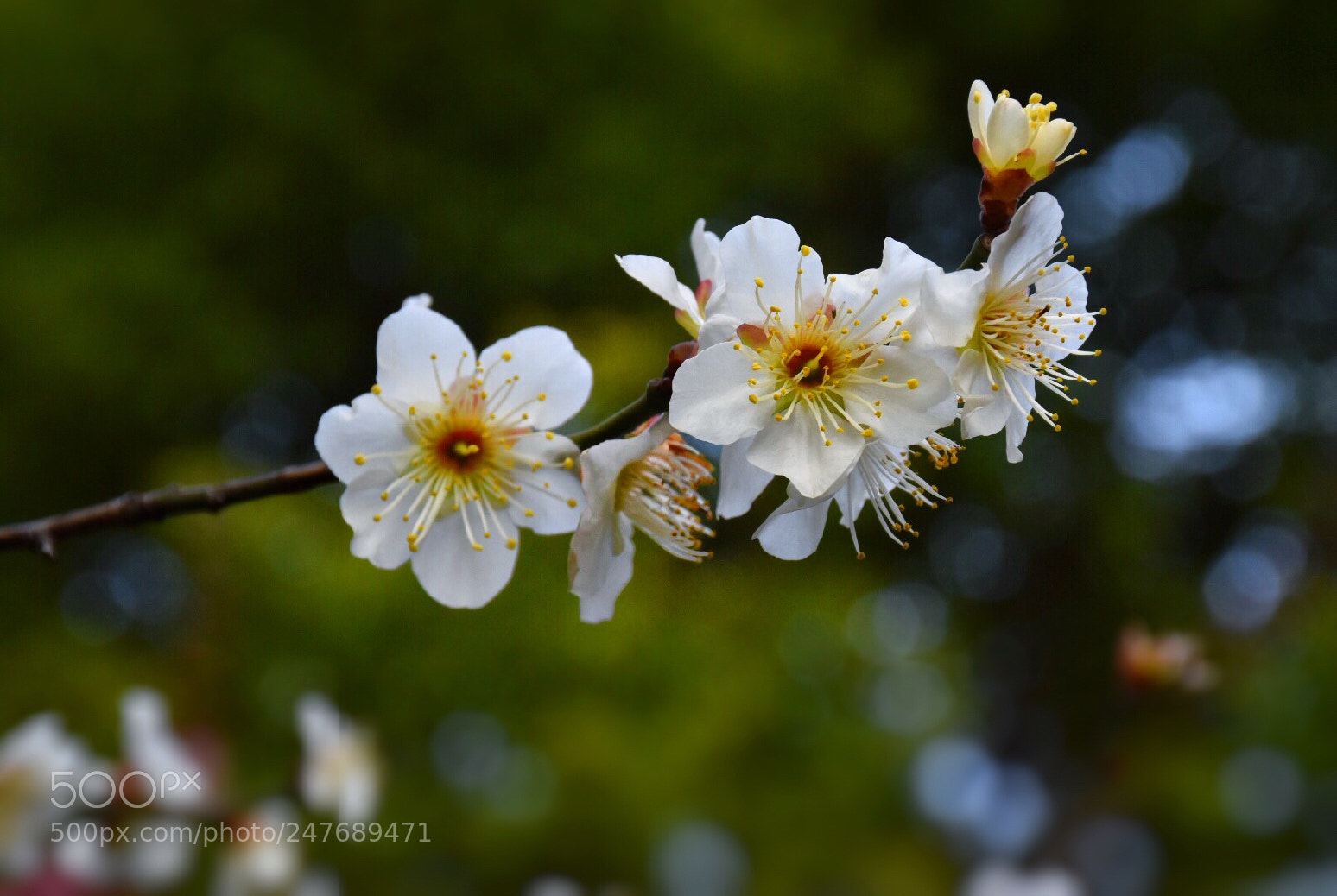Nikon D5500 sample photo. Spring blooms 2 photography