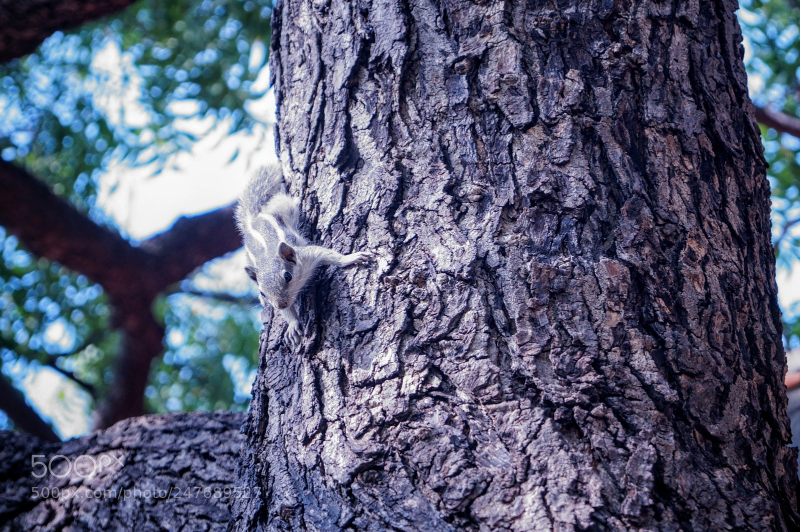 Sony SLT-A58 sample photo. Untitled photography